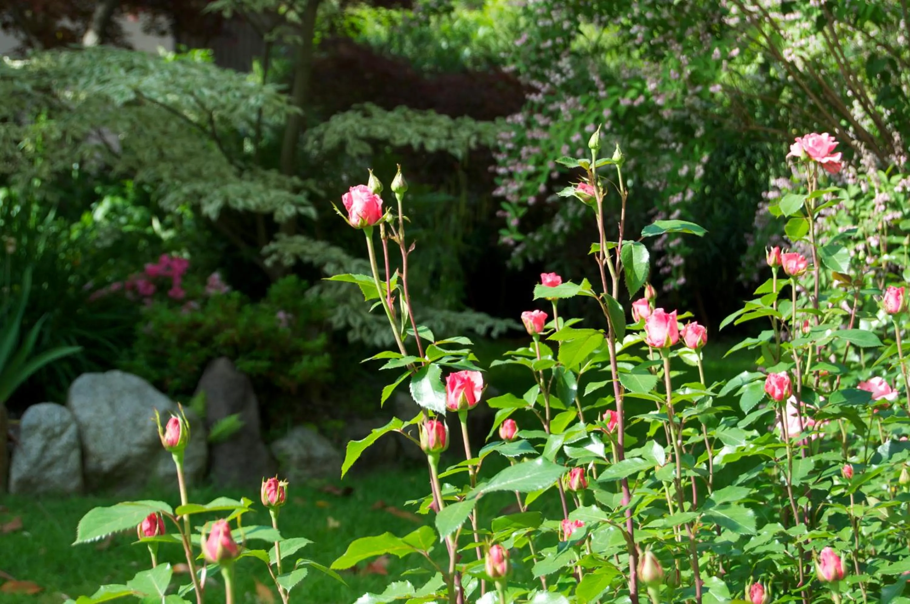Summer in Hotel Schönbrunn