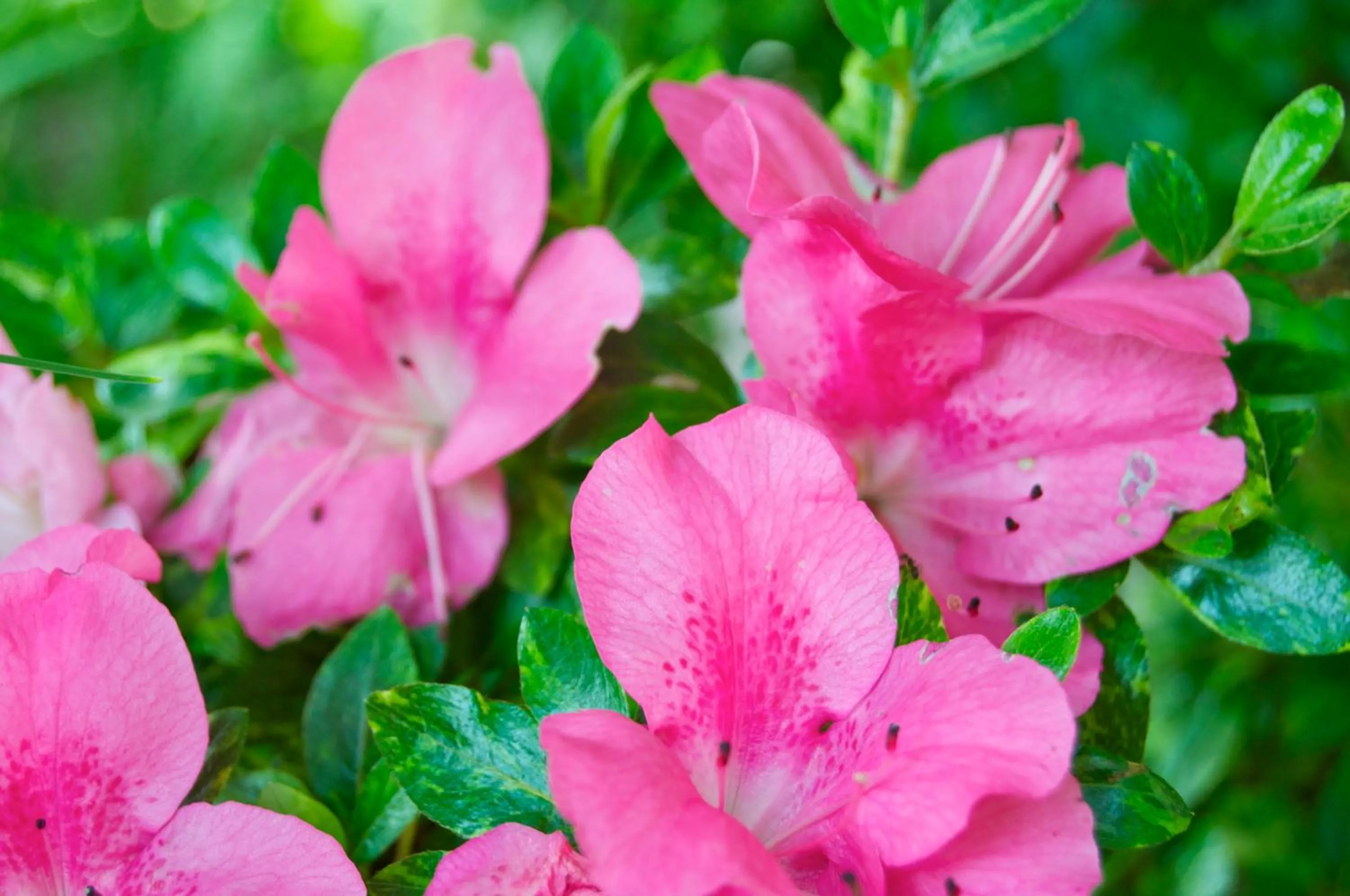 Spring in Hotel Schönbrunn