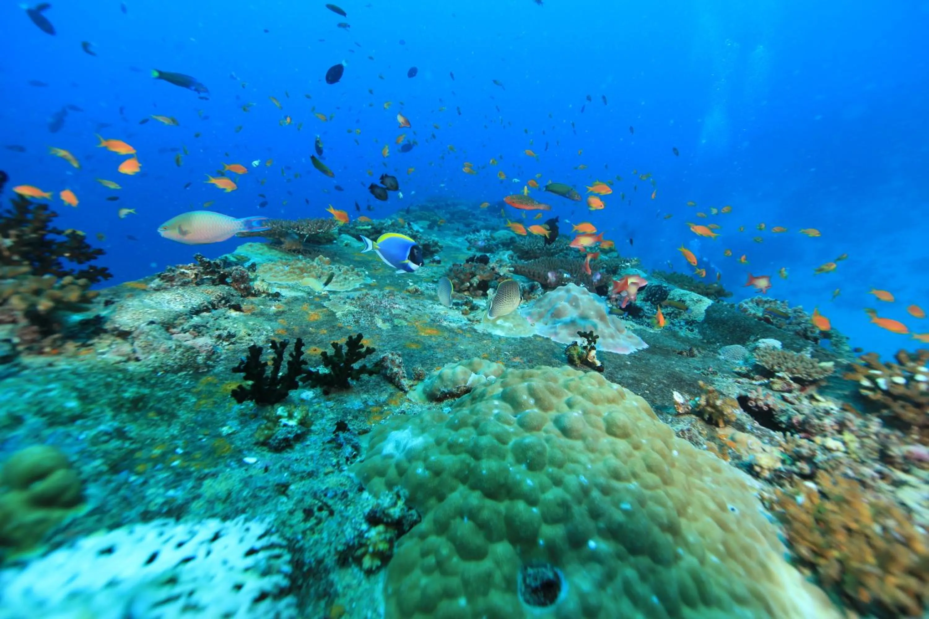 Natural landscape in Dhawa Ihuru, part of Banyan Group