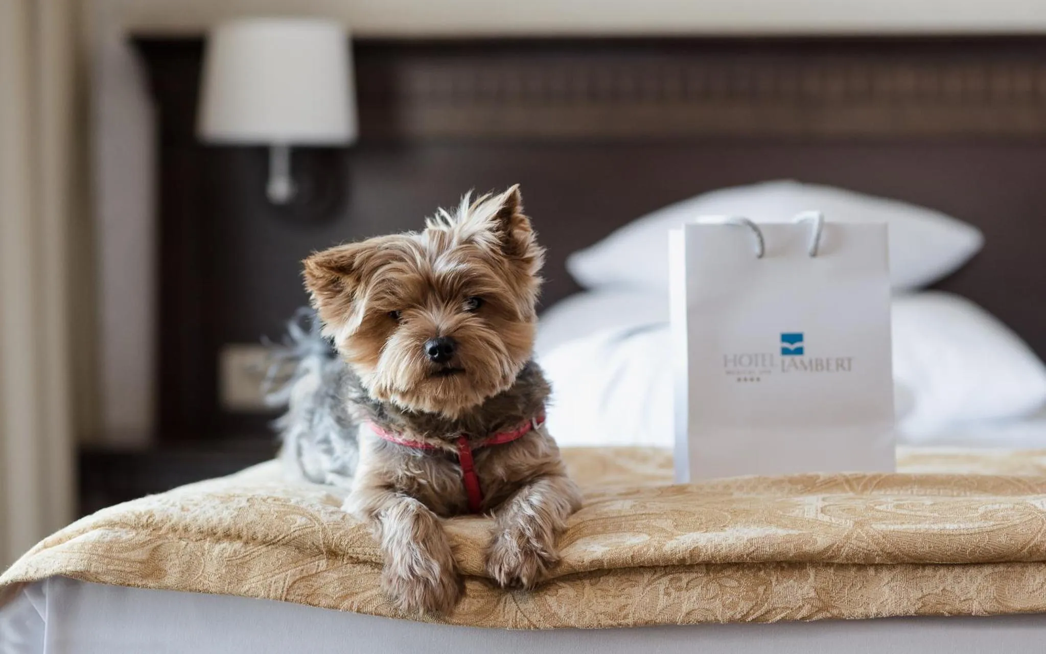 Pets, Bed in Hotel Lambert Medical Spa