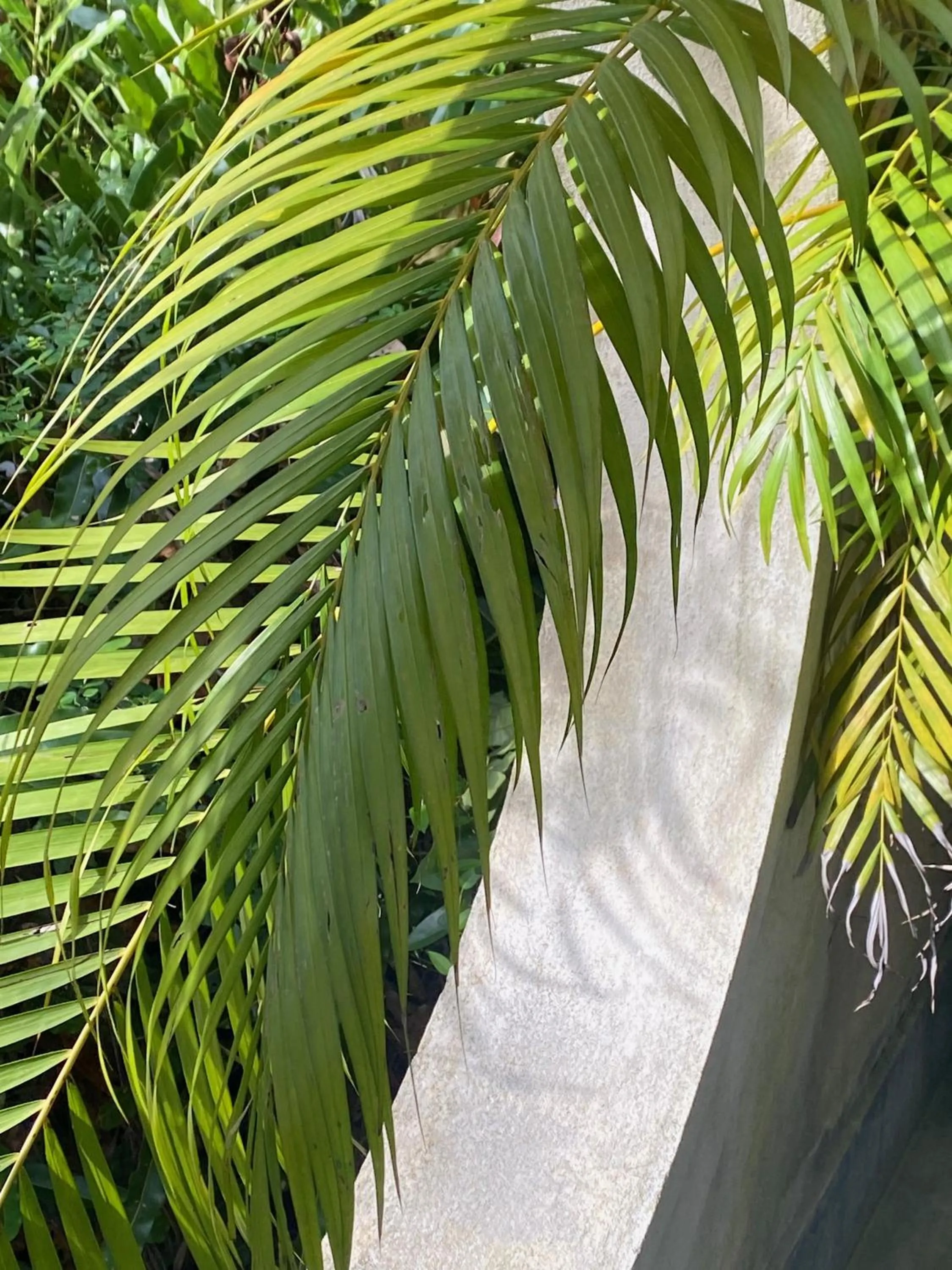 KAJU GREEN eco lodges