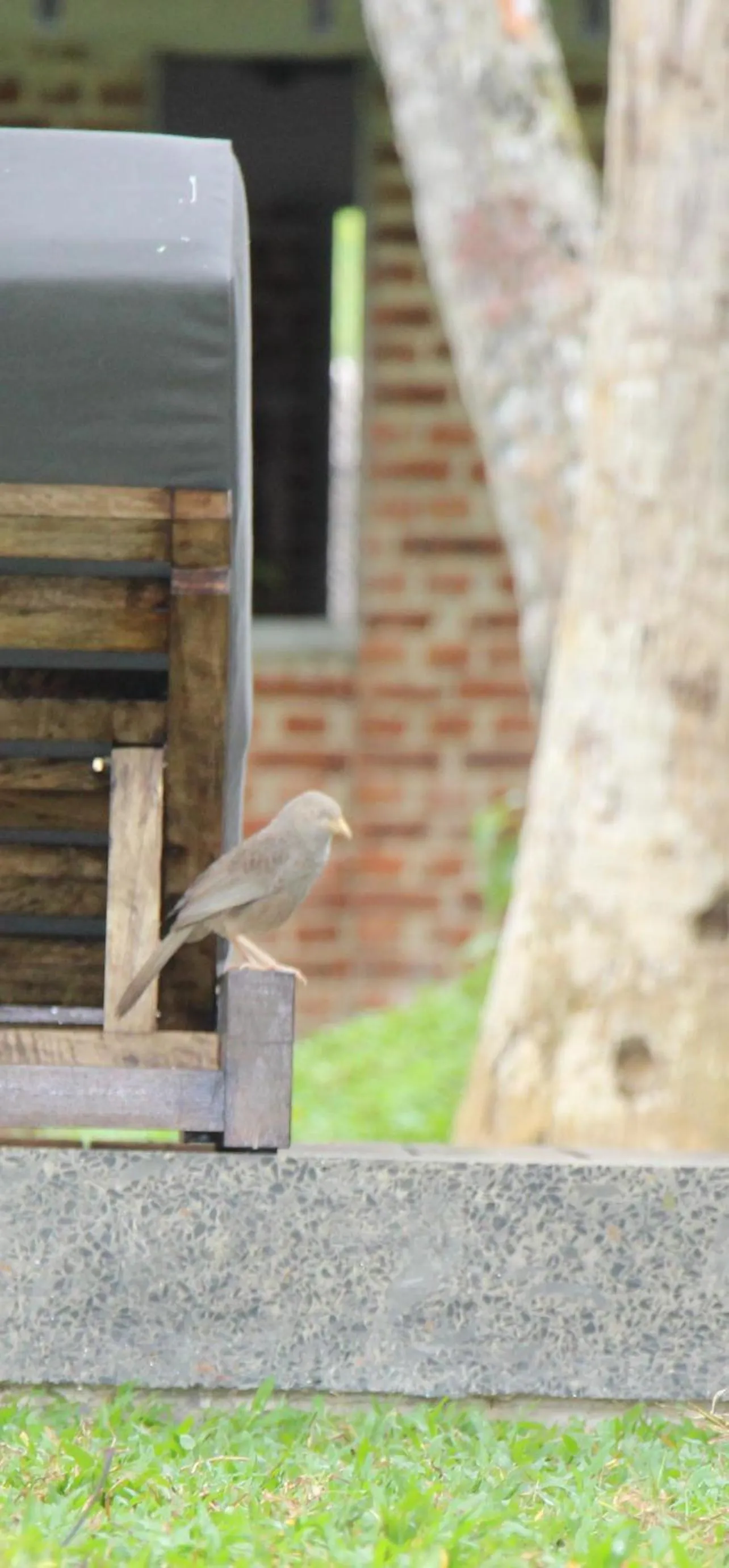 Swimming pool in KAJU GREEN eco lodges