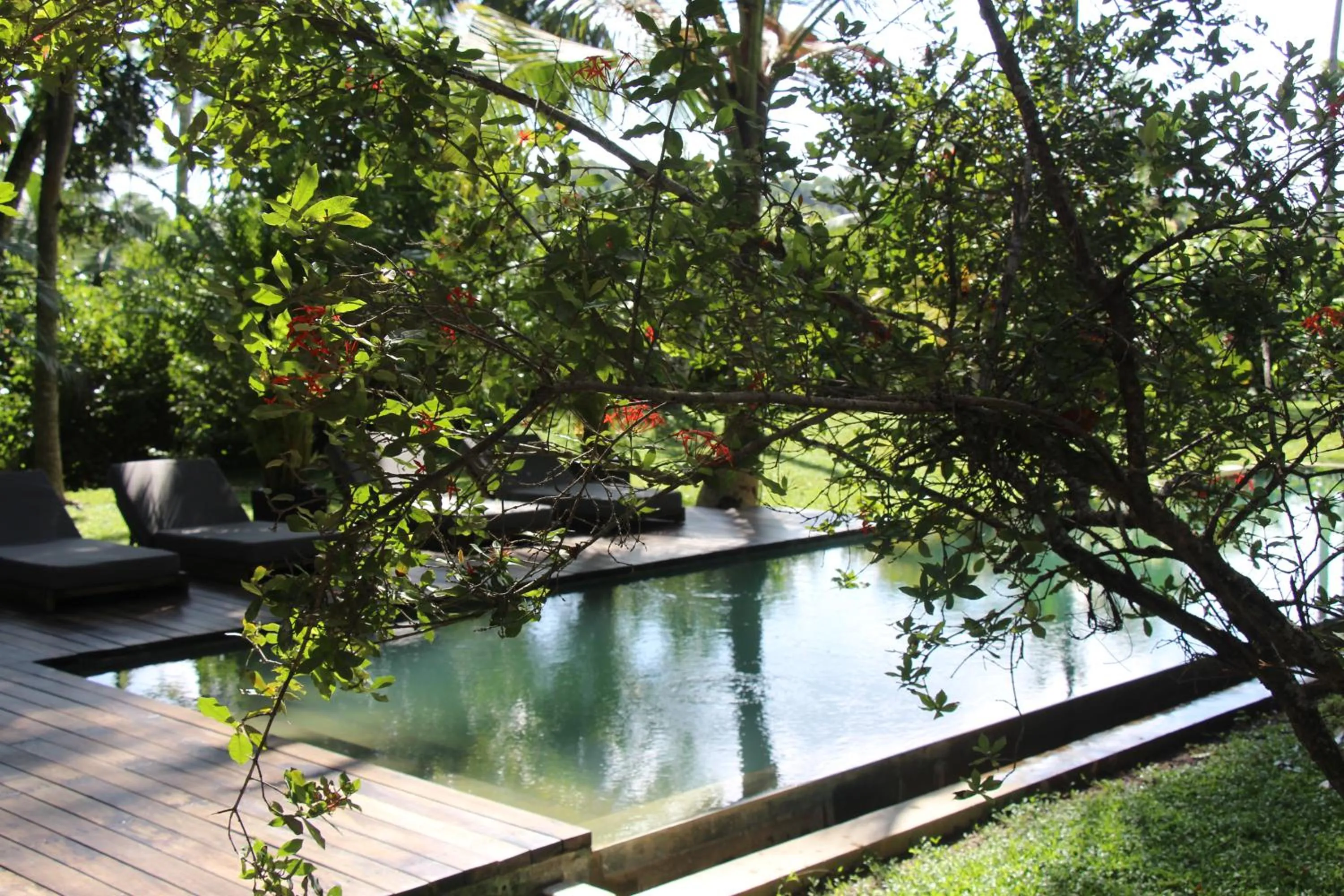Swimming pool in KAJU GREEN eco lodges