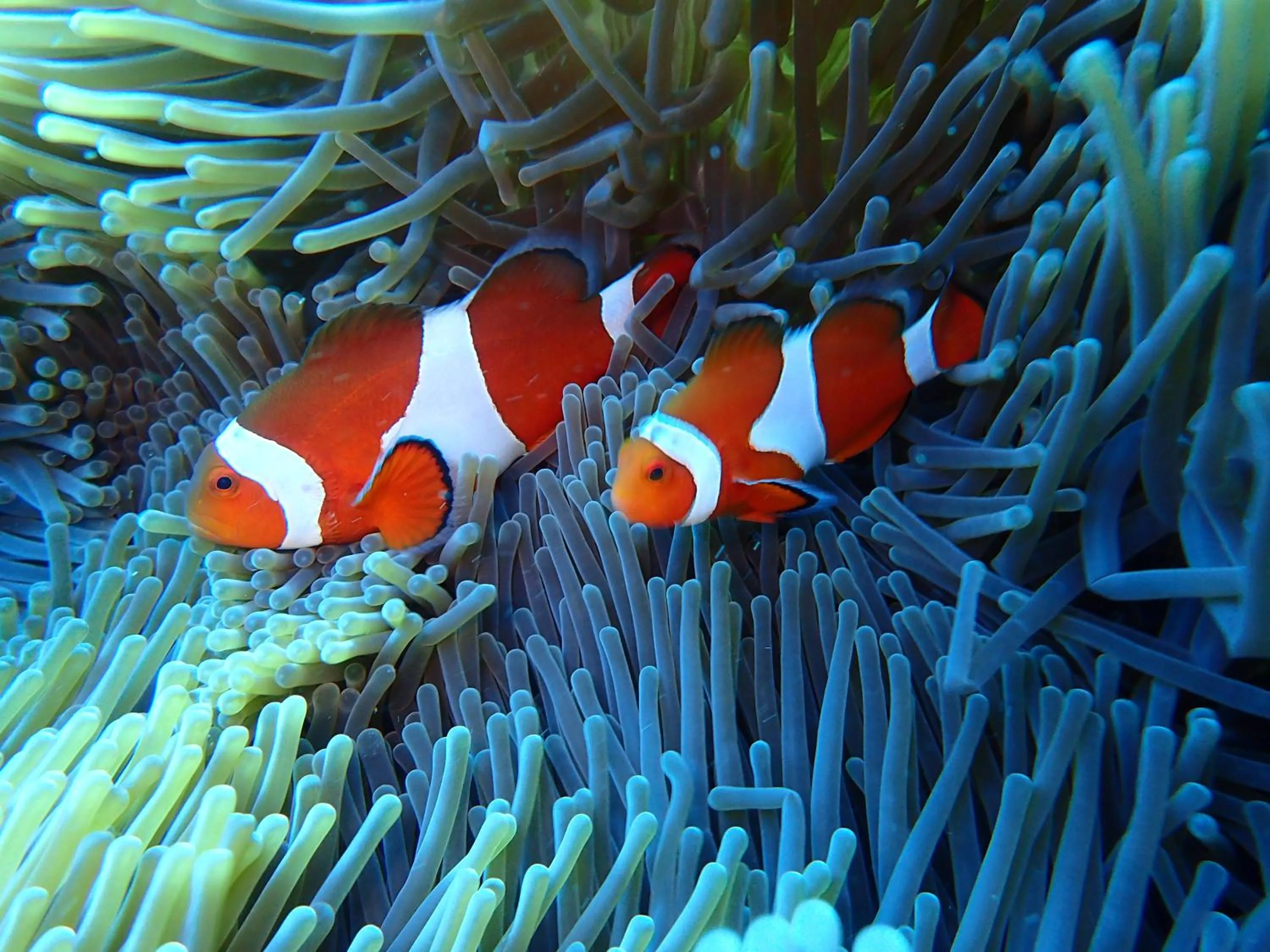 Diving in Fire Island Guest House