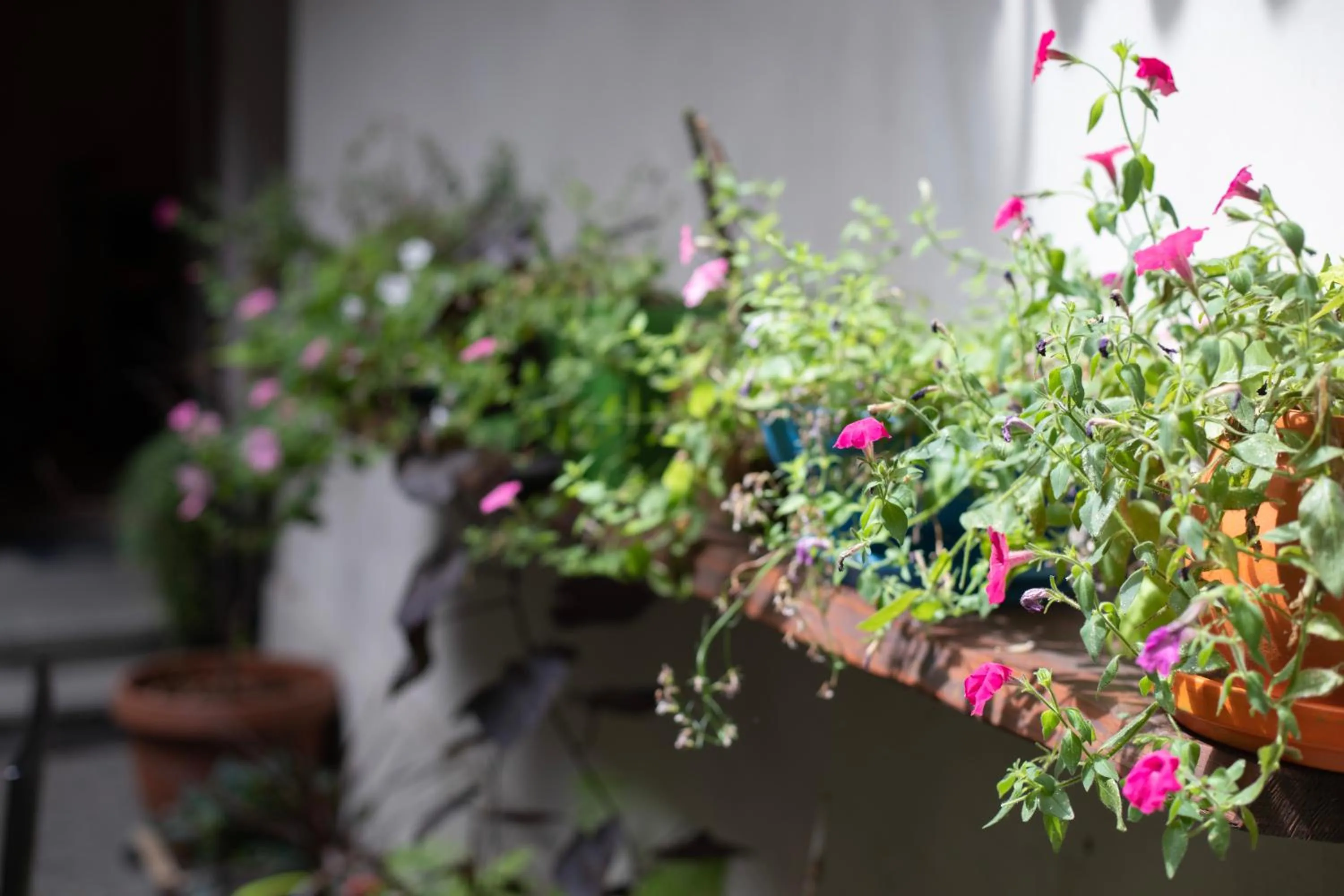 Garden in Gołębia 8 Residence