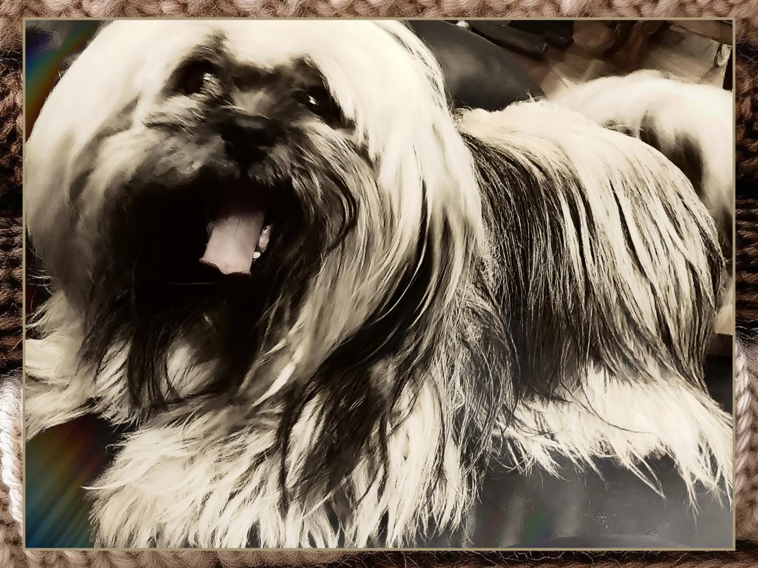 Animals in Skymist Maison d'hôtes