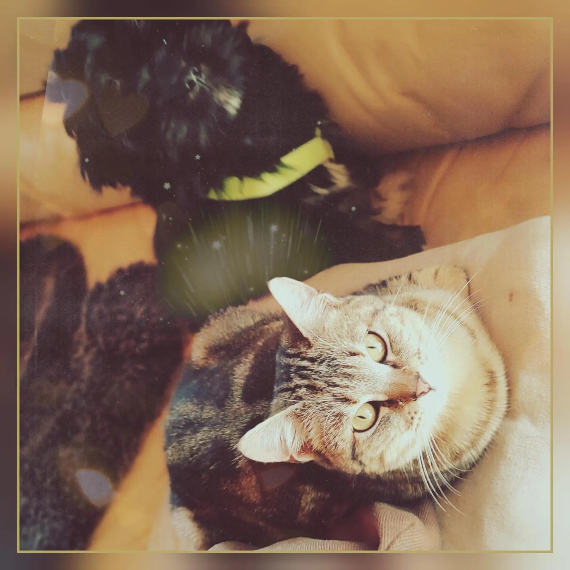 Pets in Skymist Maison d'hôtes