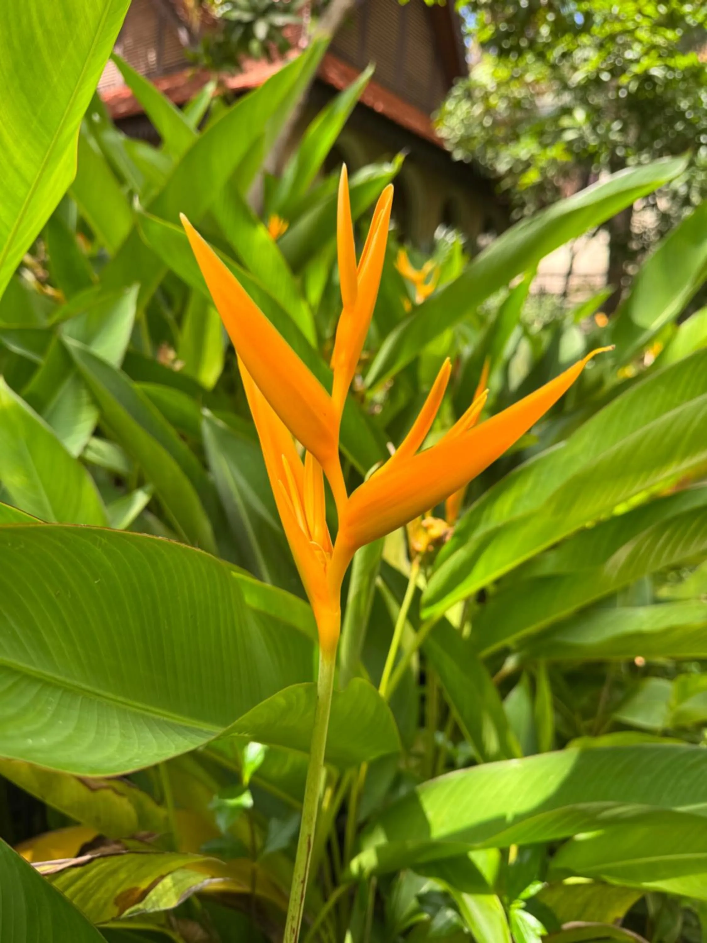 Garden in Hotel Somadevi Angkor Resort & Spa
