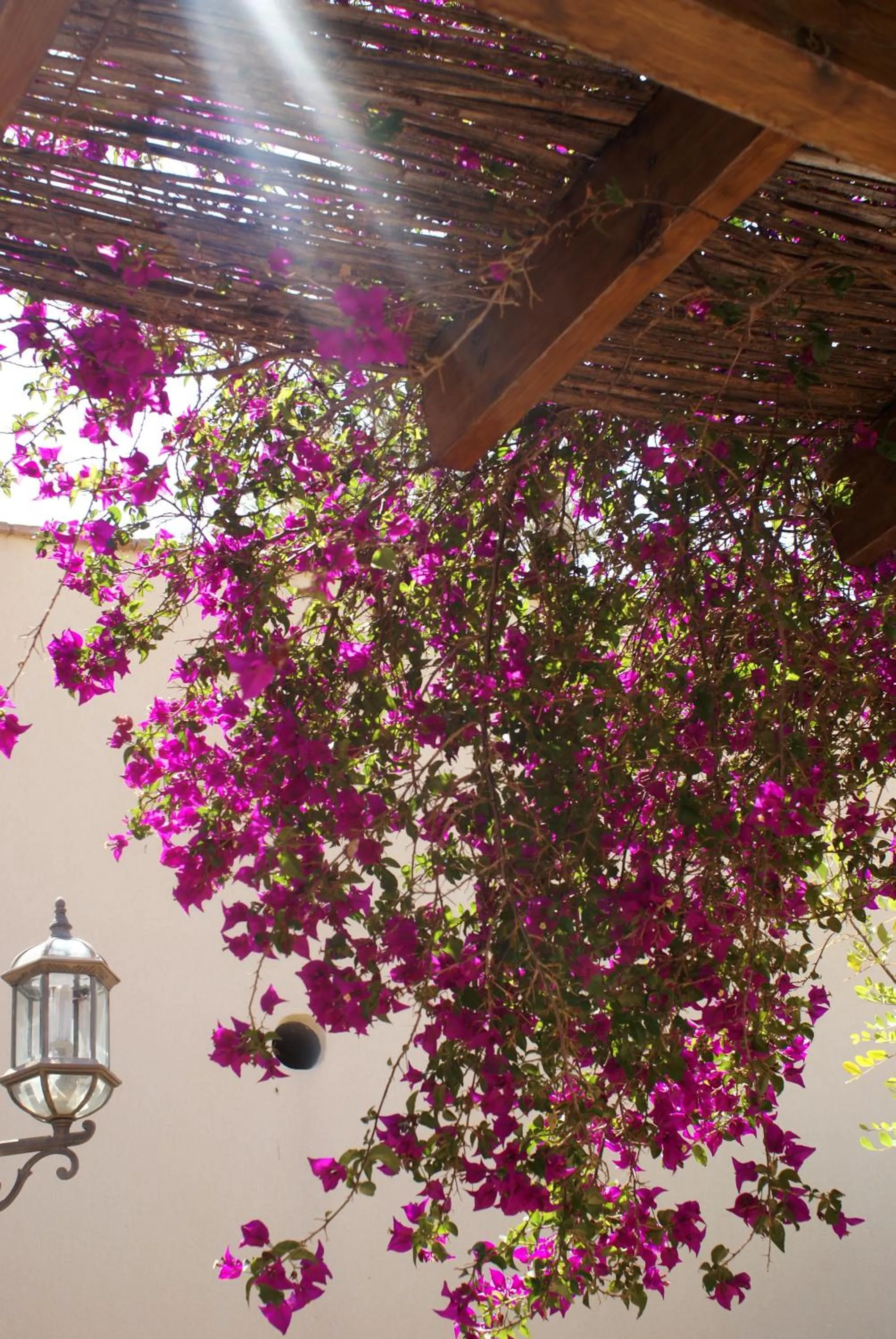 Garden in Hotel Mayarí Boutique Hotel