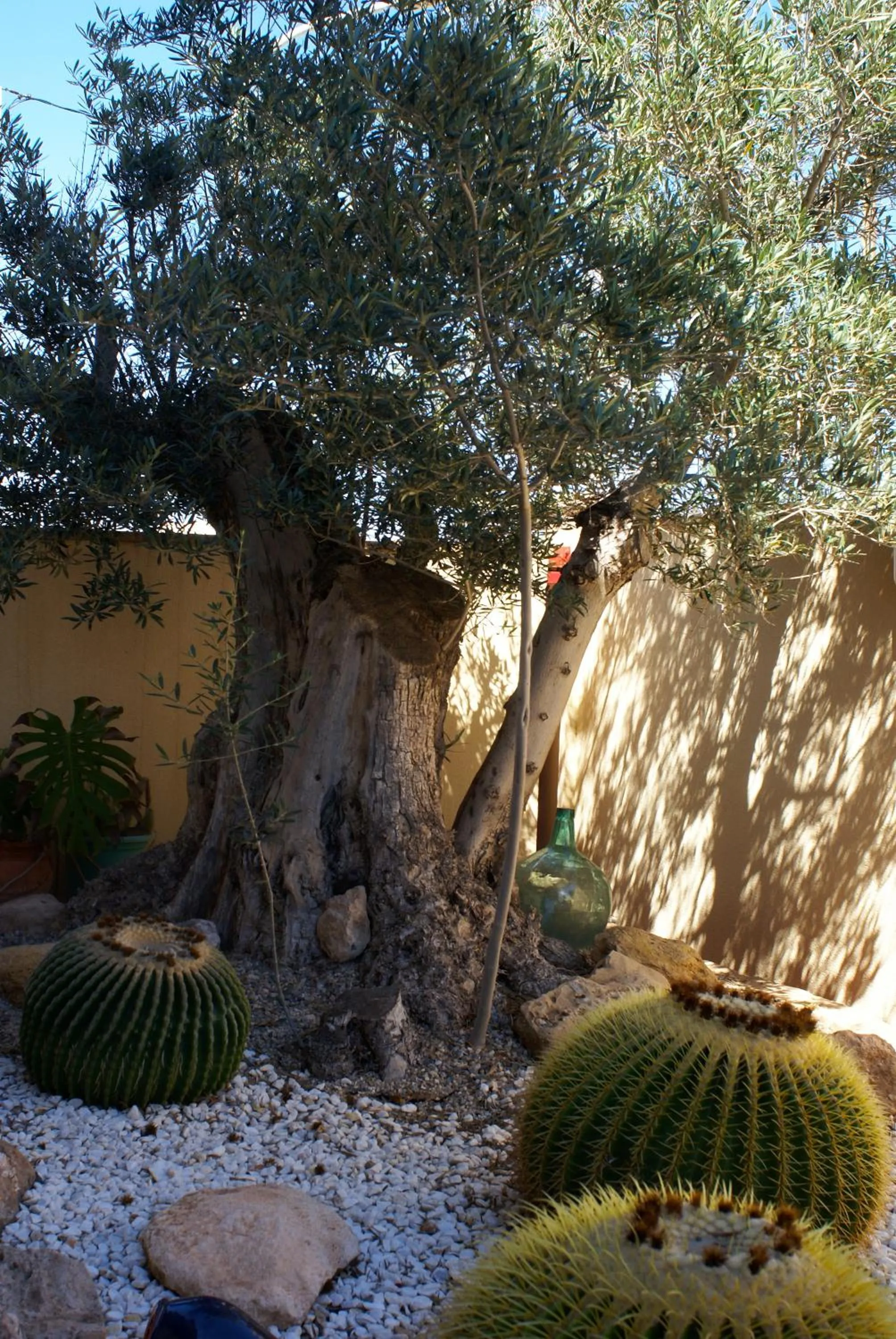 Garden in Hotel Mayarí Boutique Hotel