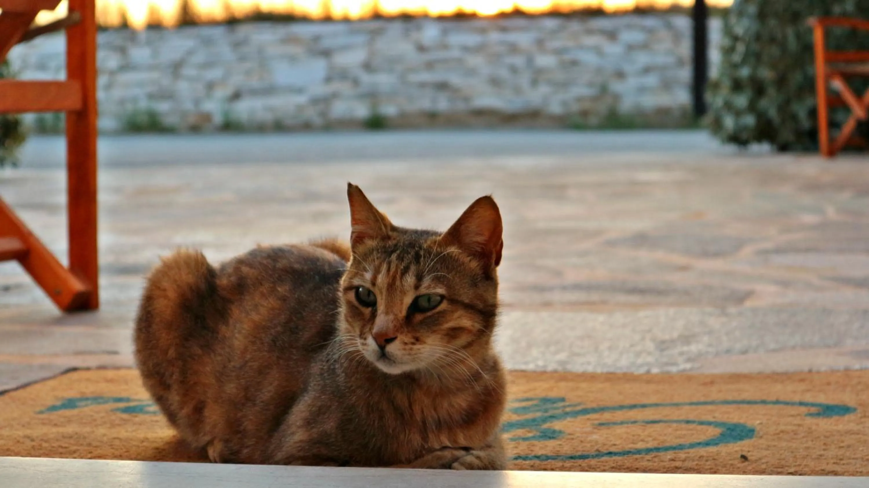 Animals in Proteas Hotel & Suites