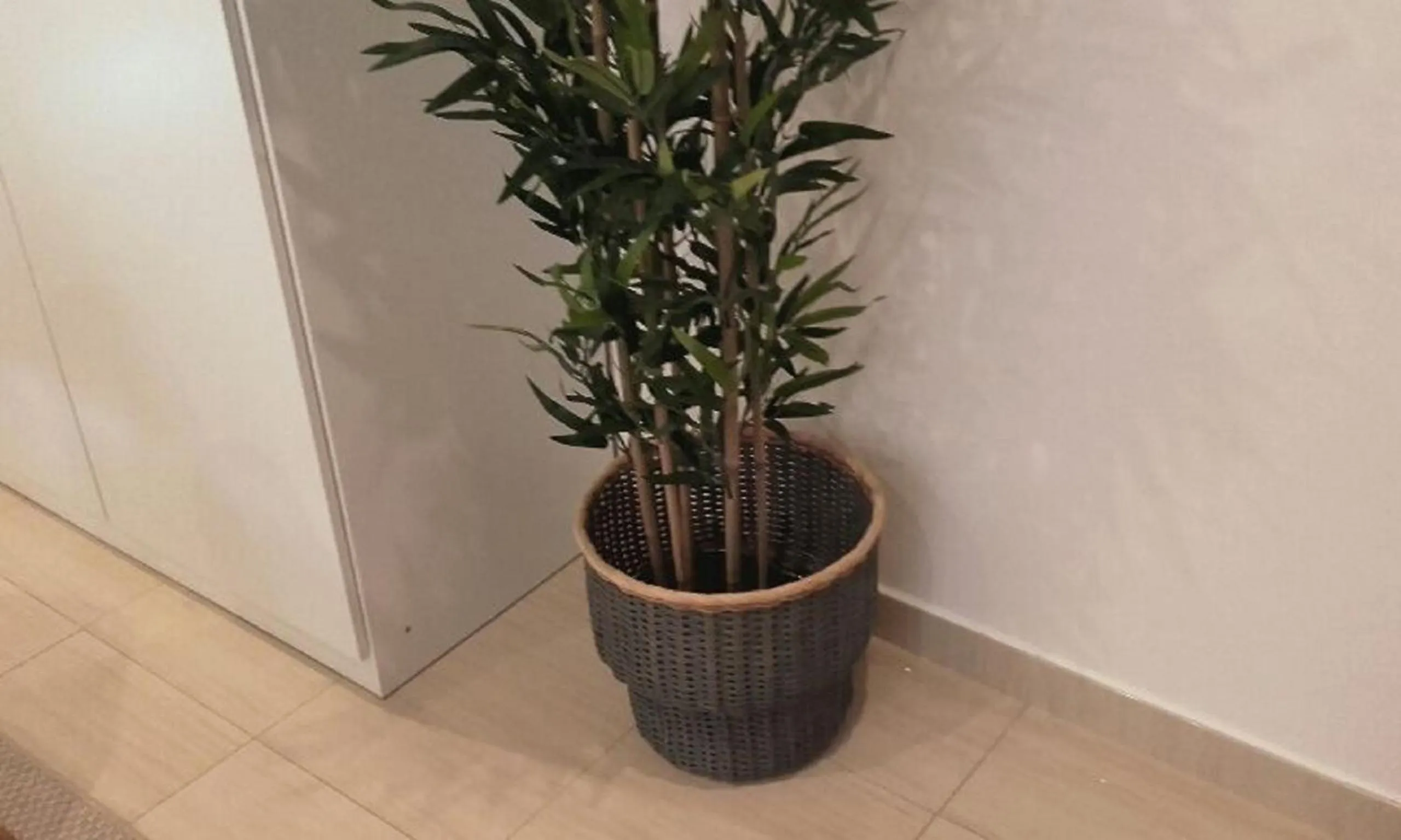 Photo of the whole room in El Globo