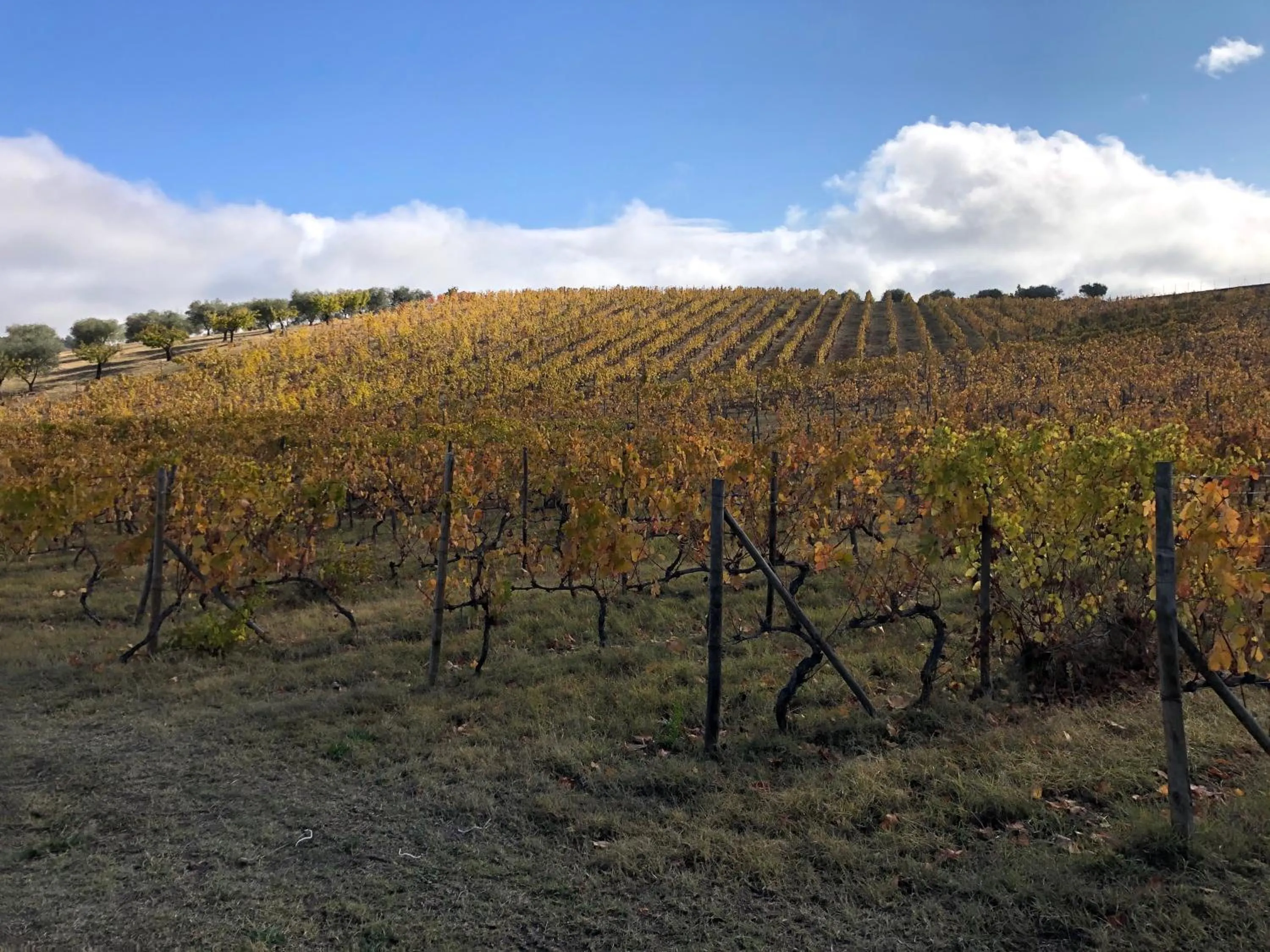 Quinta Da Pereira E Enricas Agro-Turismo