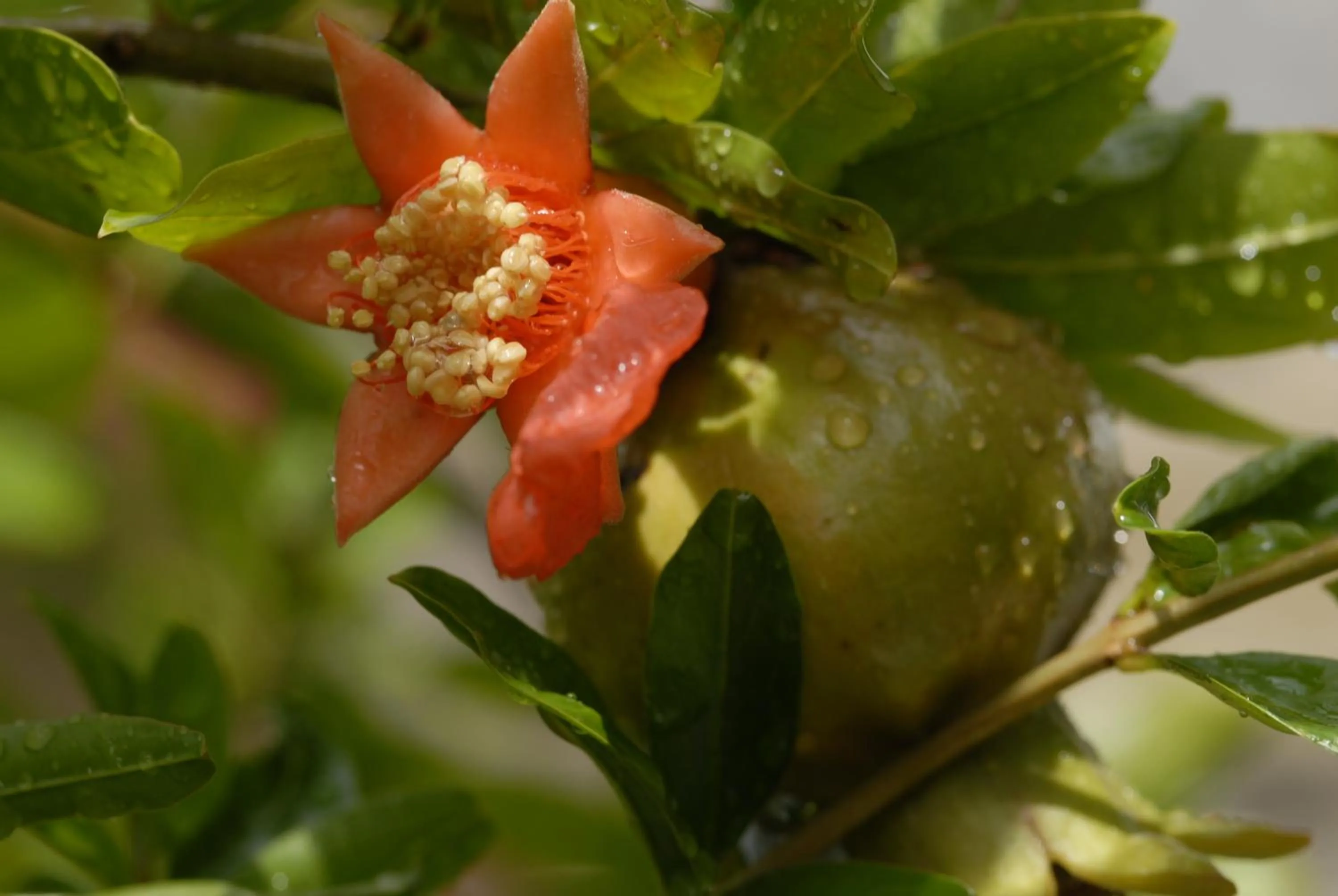 Garden in Margarita Studios