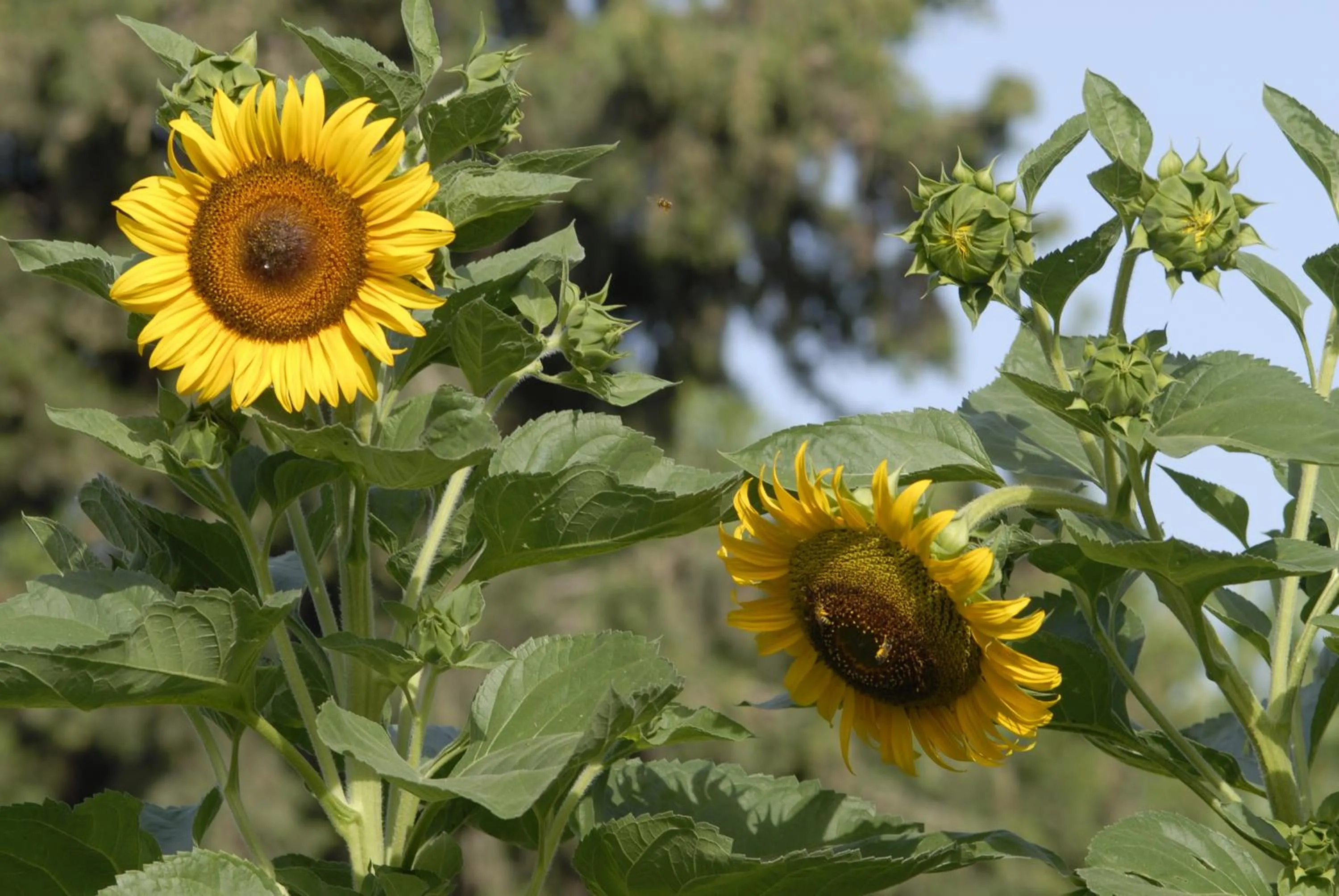 Spring in Margarita Studios