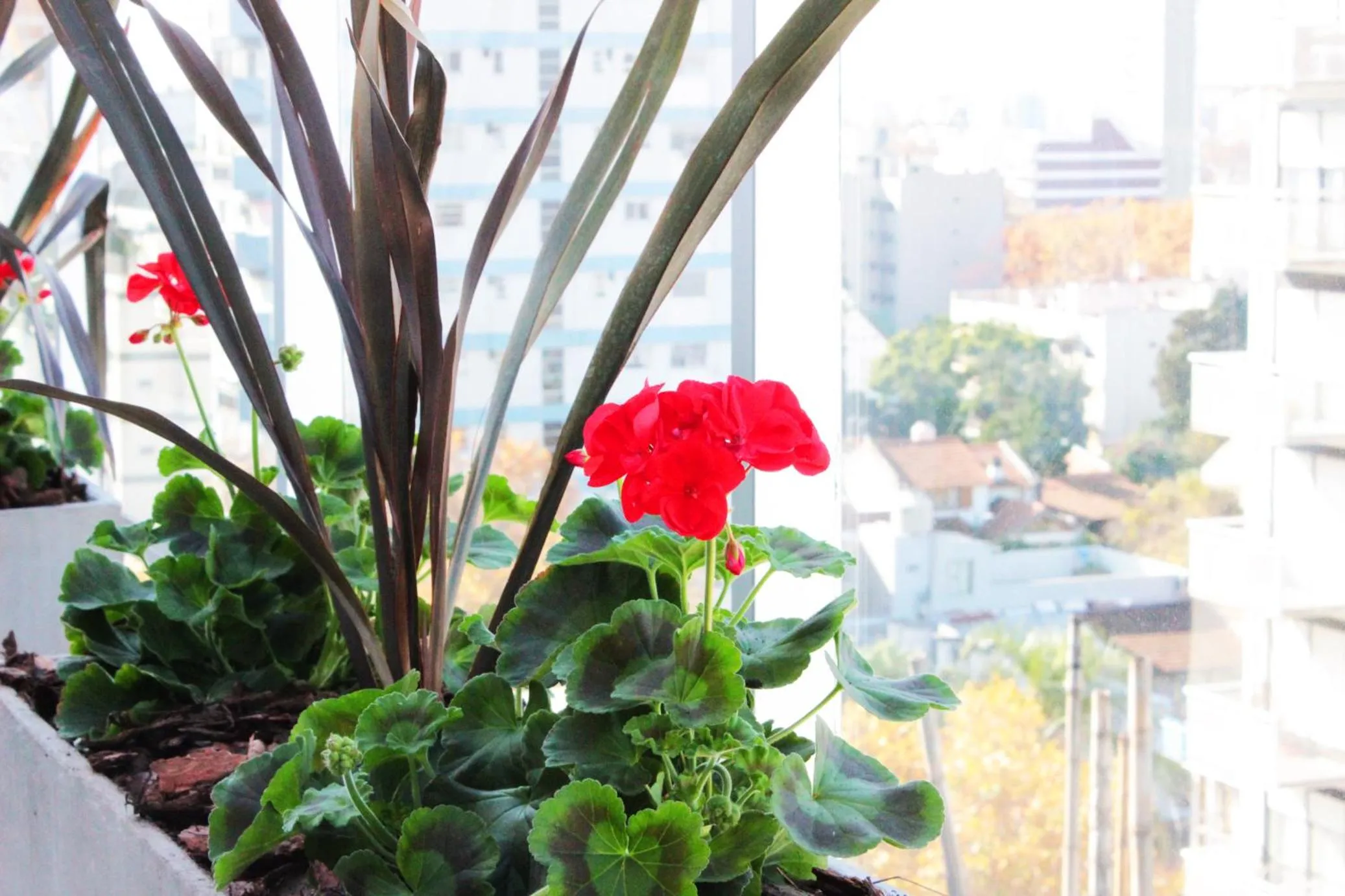 Balcony/Terrace in Hotel Boutique Devoto