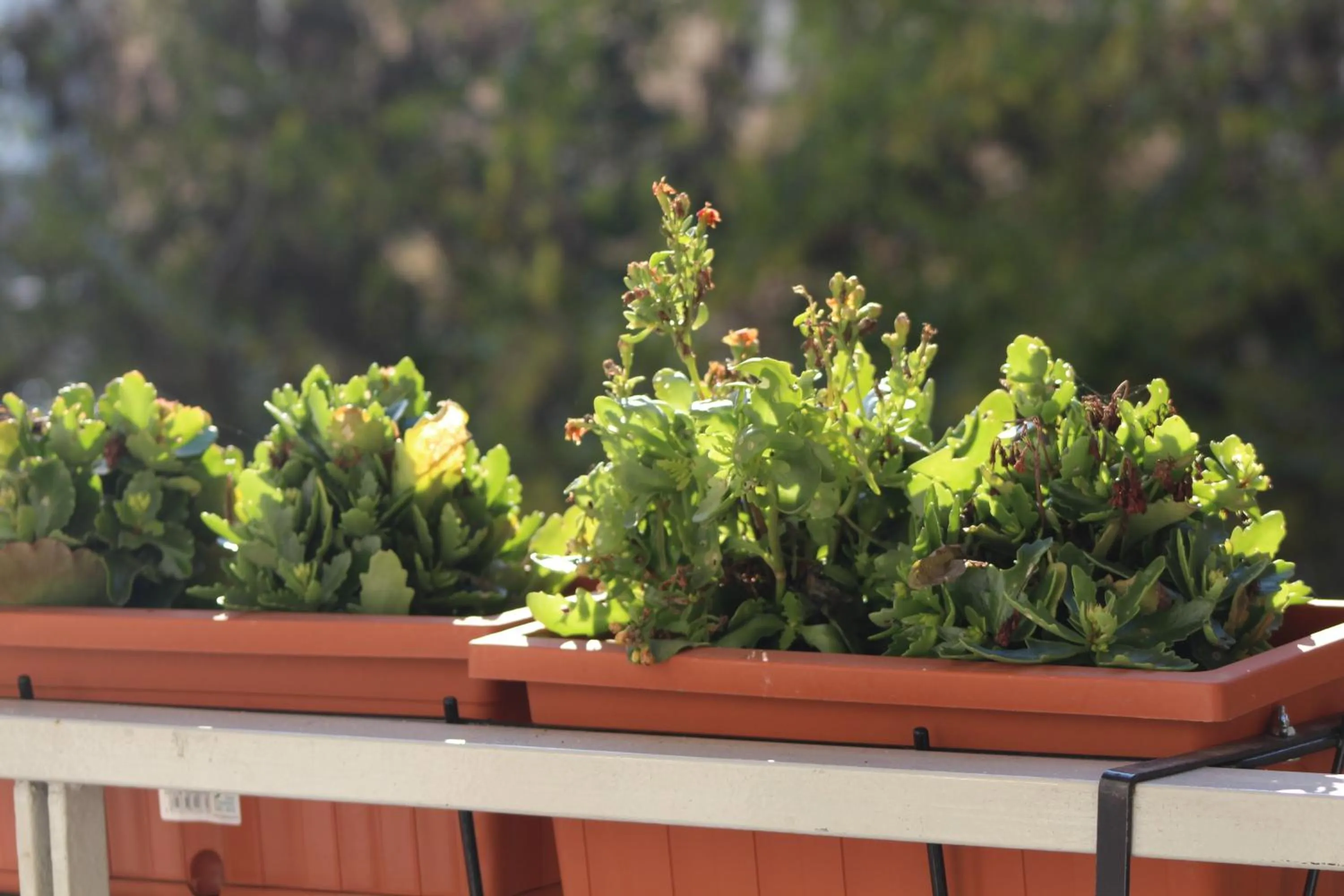 Garden view in Ca Dei Fiori 1 Venezia
