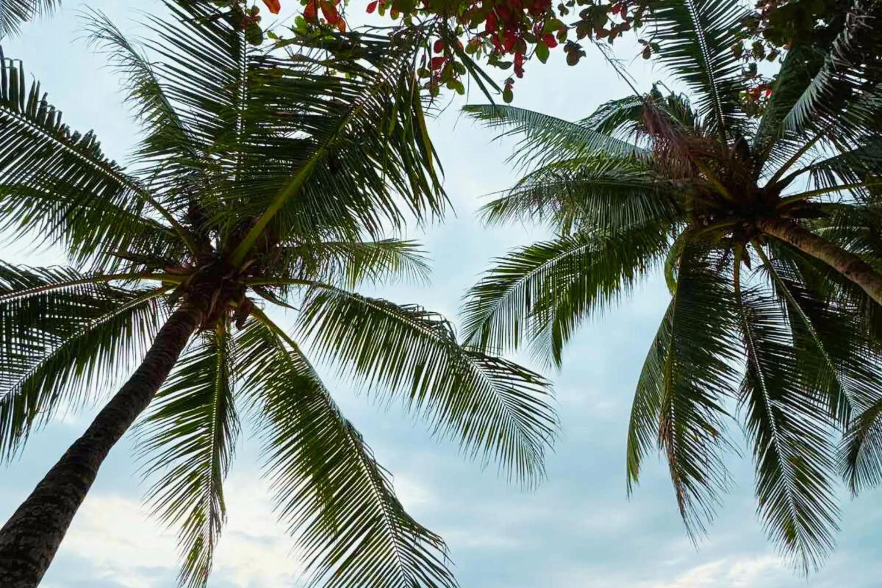 The Muse Beach Front Hotel Boracay