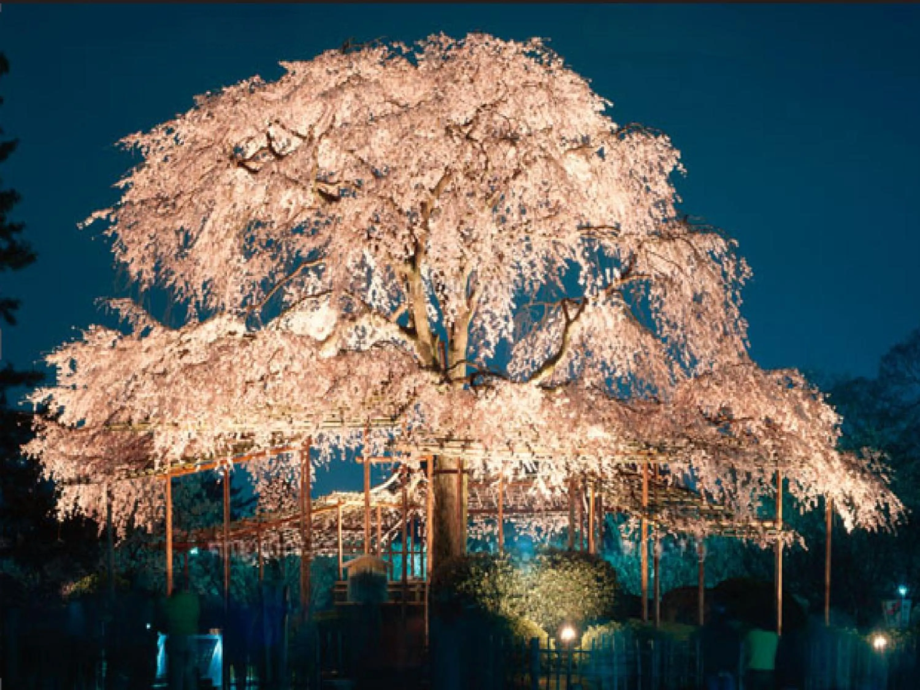 Spring in Kyoto Inn Gion
