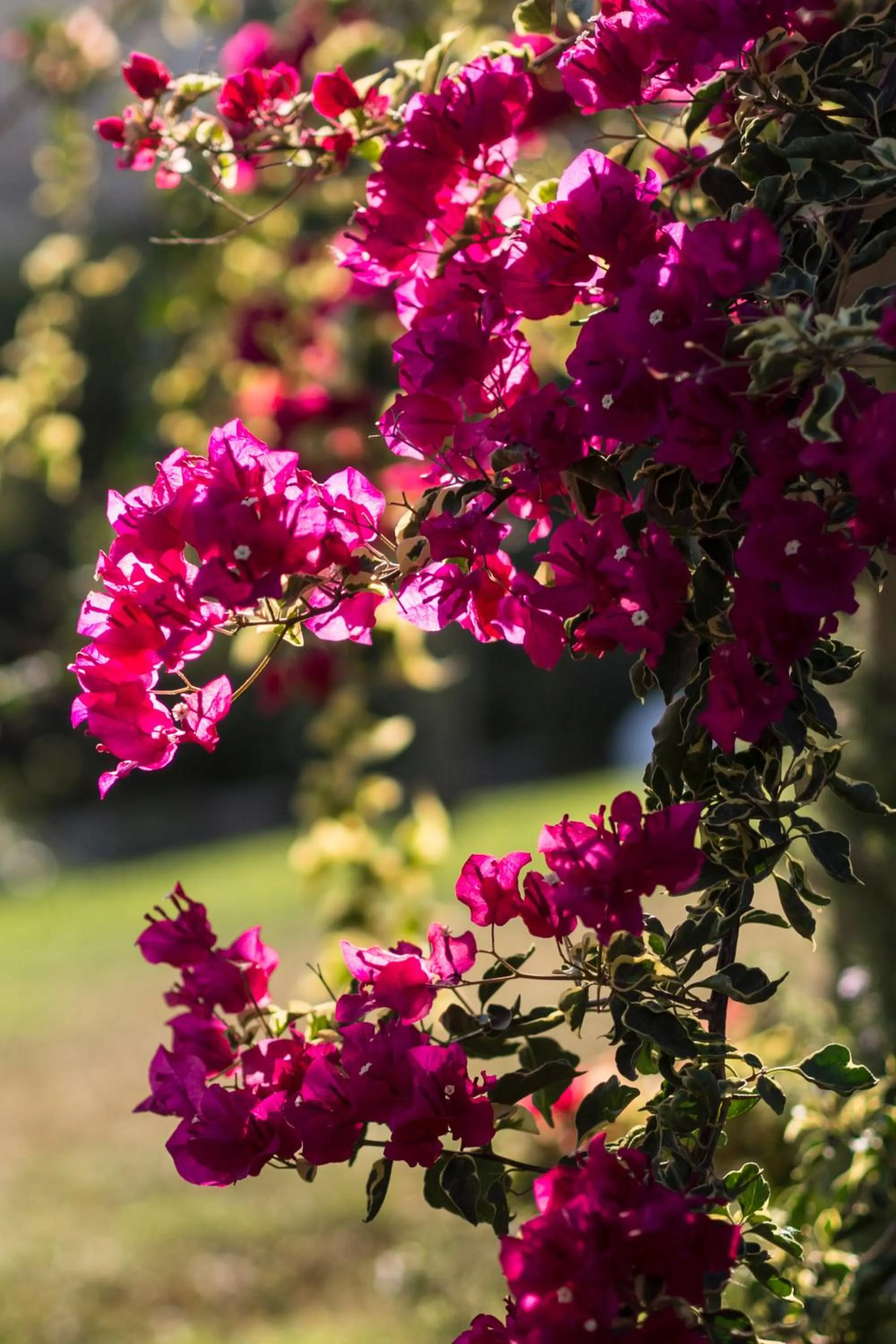 Garden in Agriturismo Il Granaio Hotel & SPA