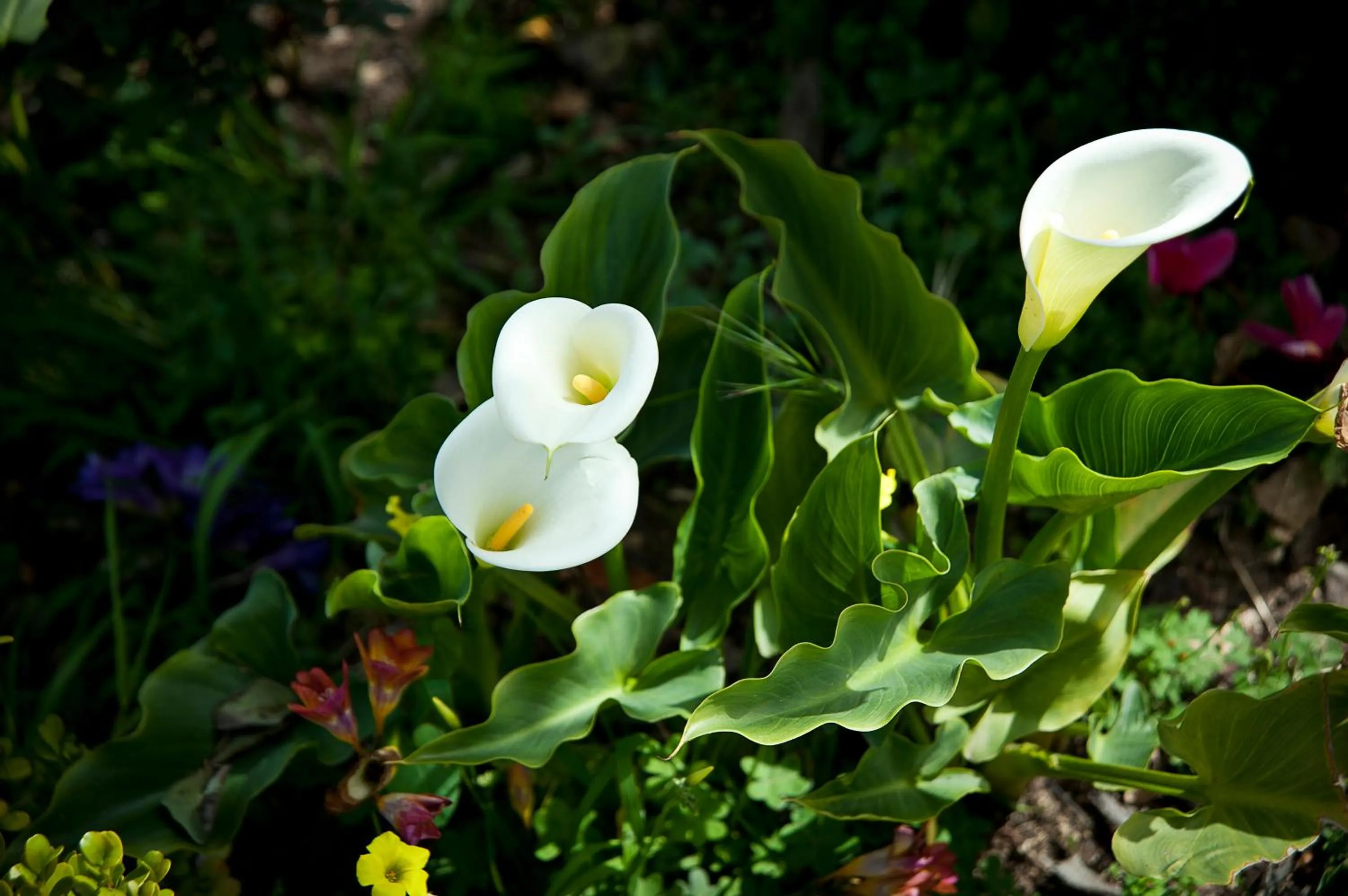 Other in Agriturismo Il Granaio Hotel & SPA