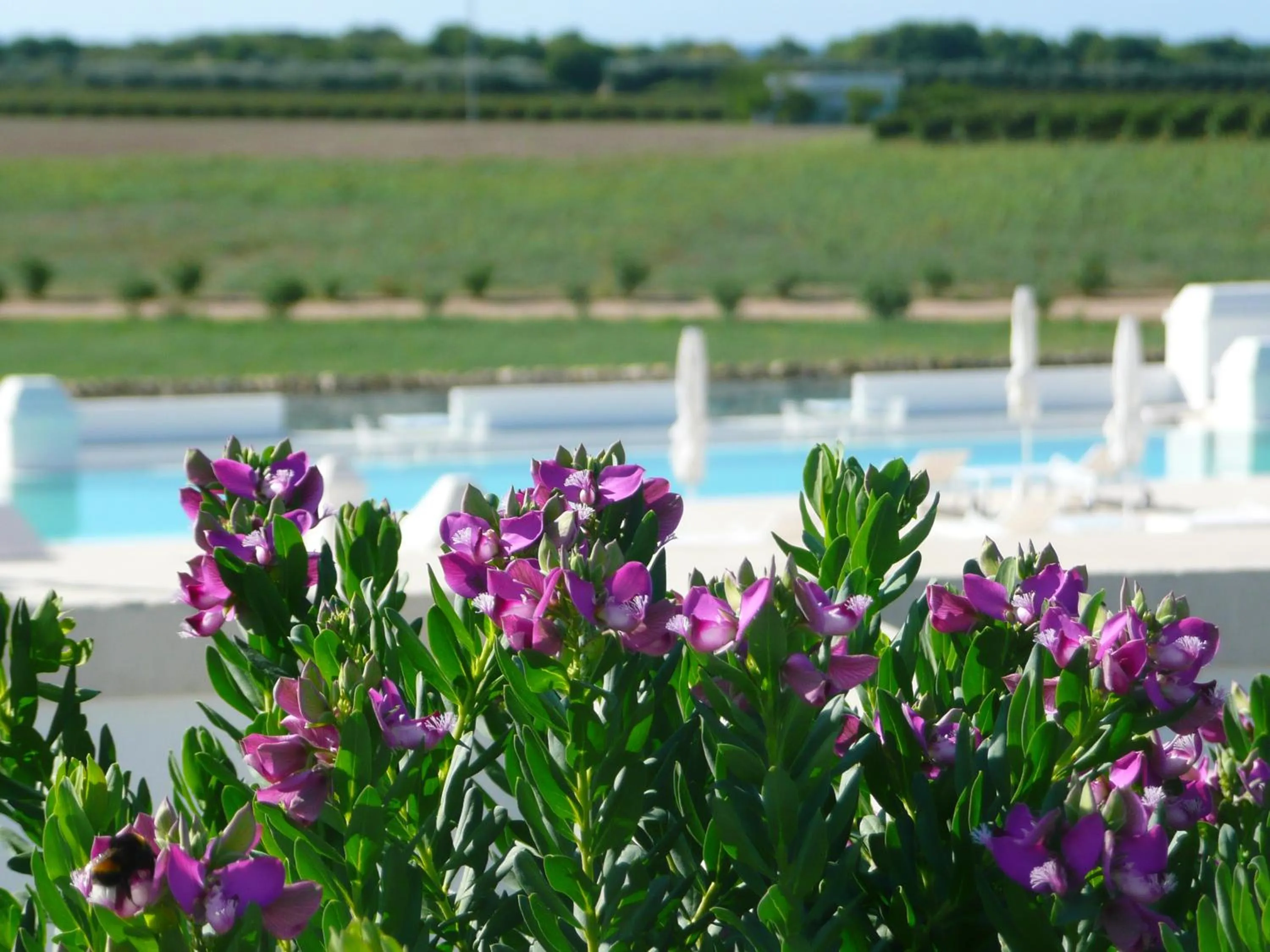 Day in Masseria Bagnara Resort & Spa
