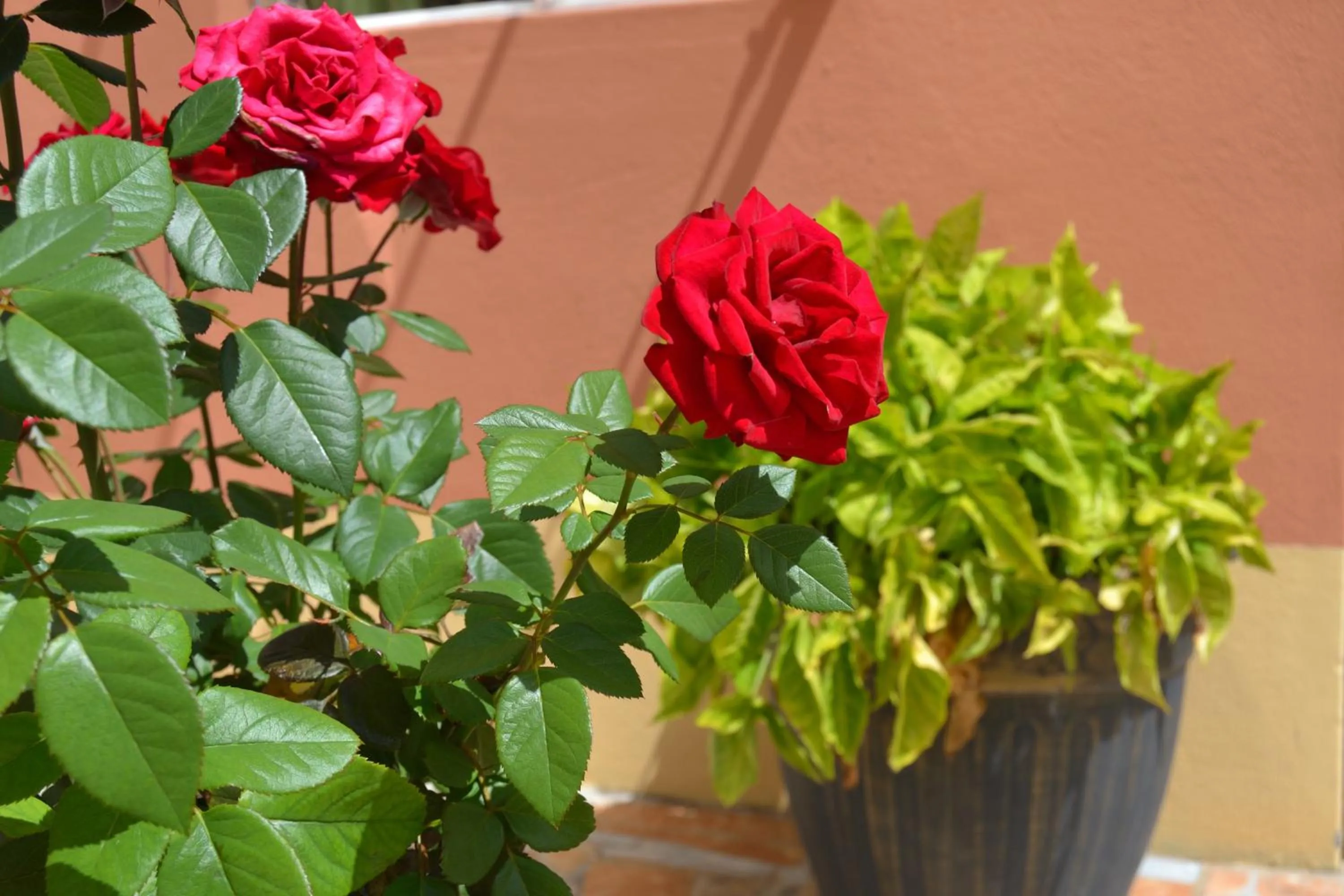 Seelo Guest Accommodation