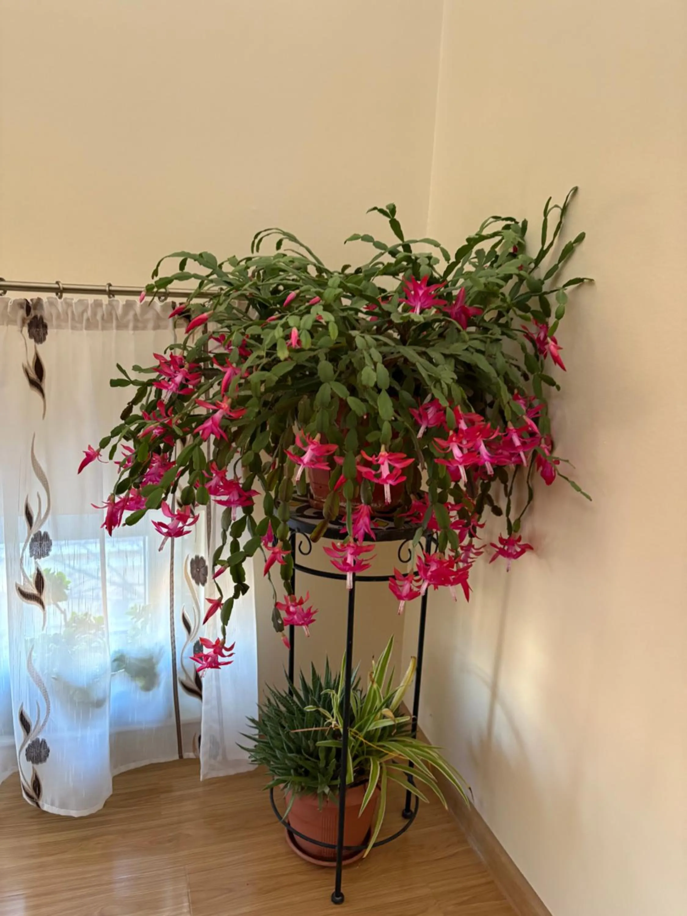 Casa Irlandeza - Irish House