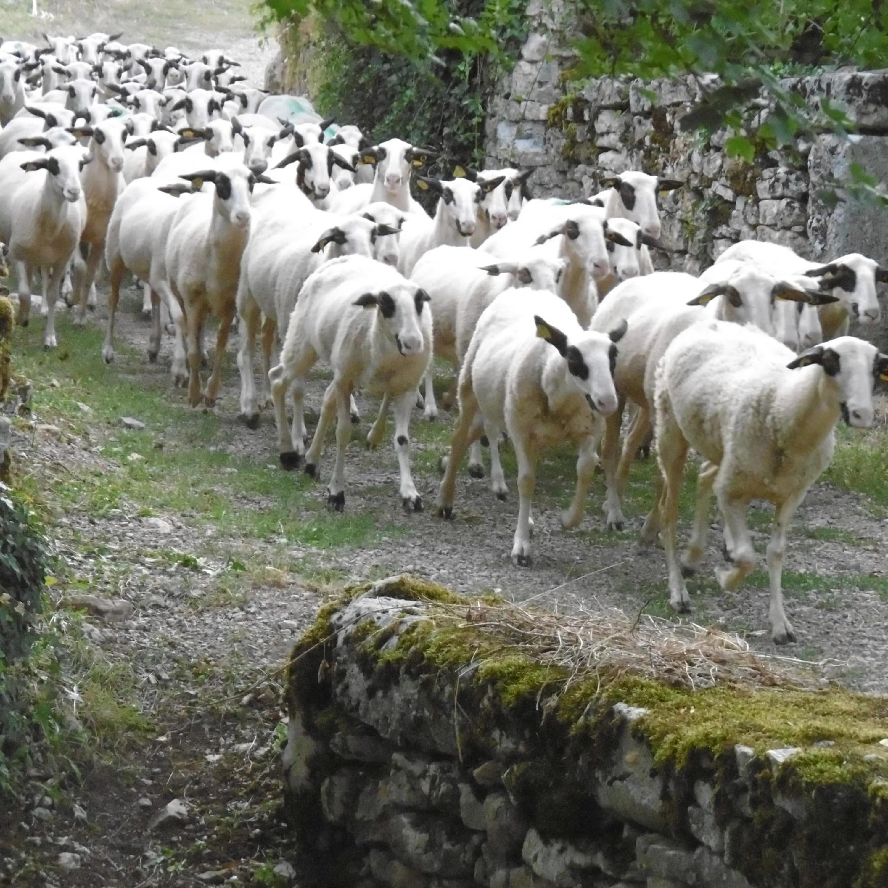 Pets in les roulottes du LOT