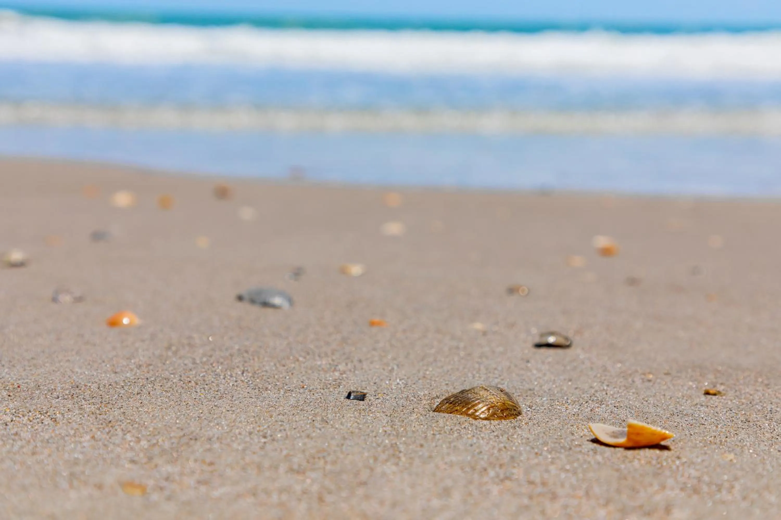 Natural landscape in Beachside Hotel & Suites Cocoa Beach - Port Canaveral