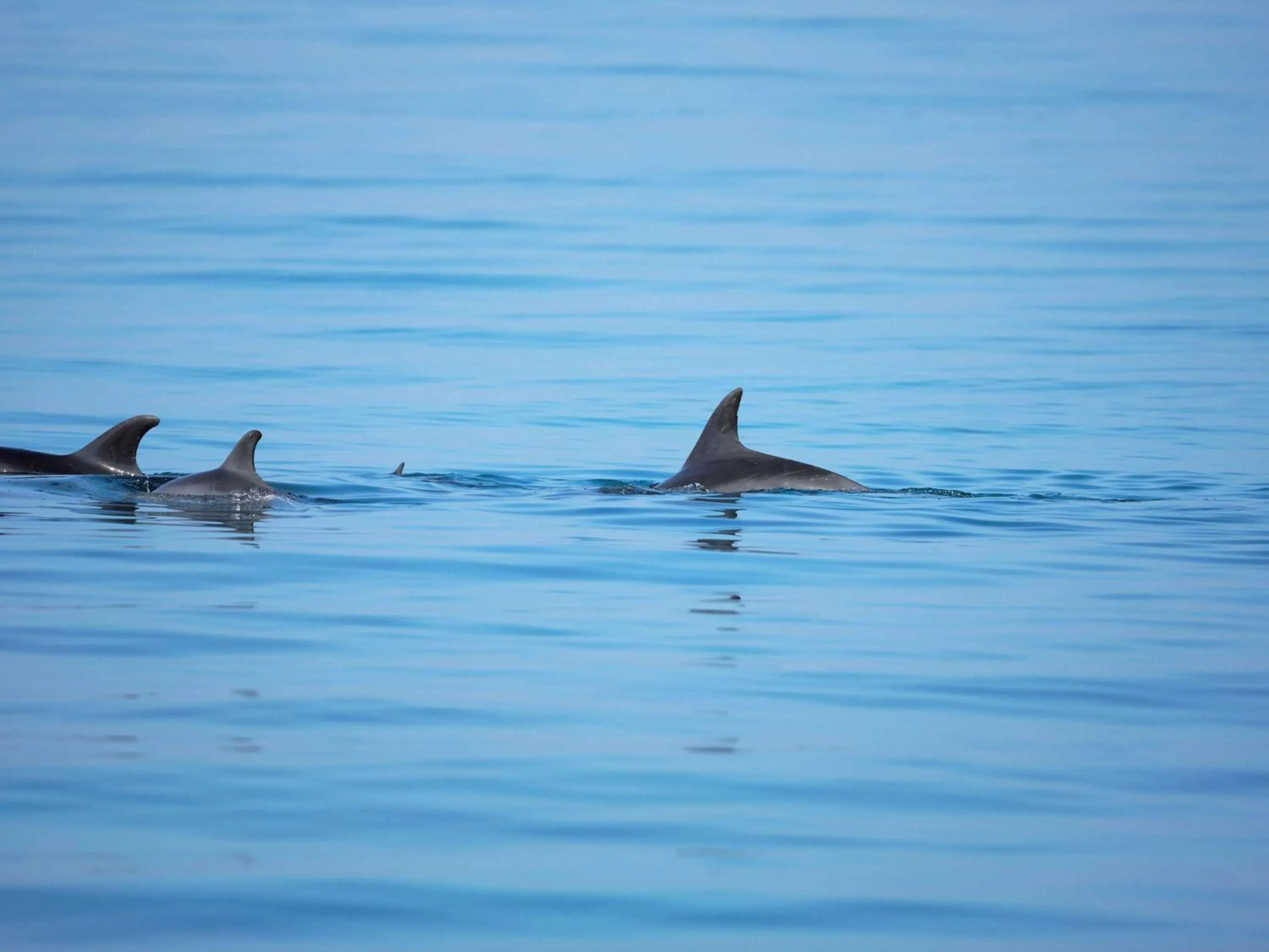 Day in Mövenpick Resort El Sokhna