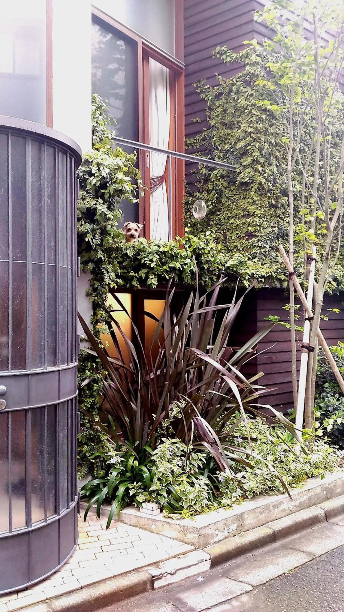 Pets in Sango Katase Guest Rooms