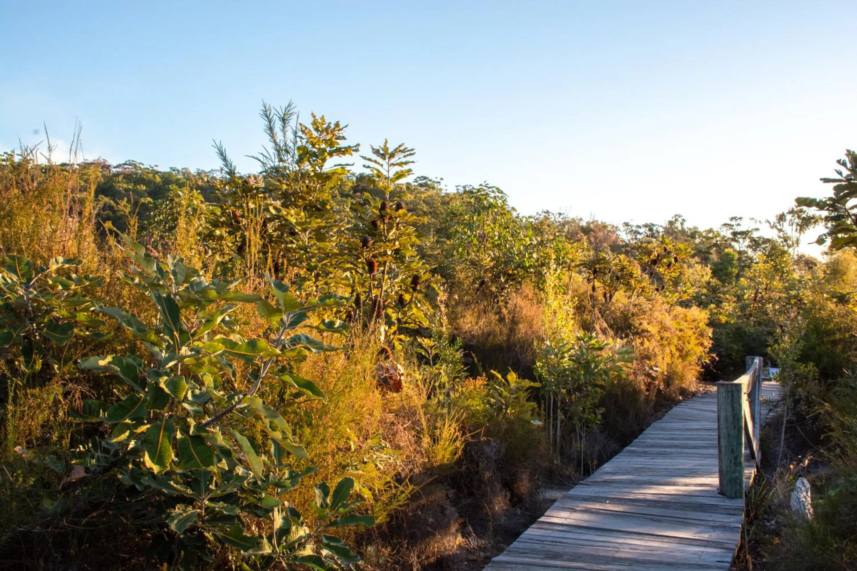 Garden in Kingfisher Bay Resort