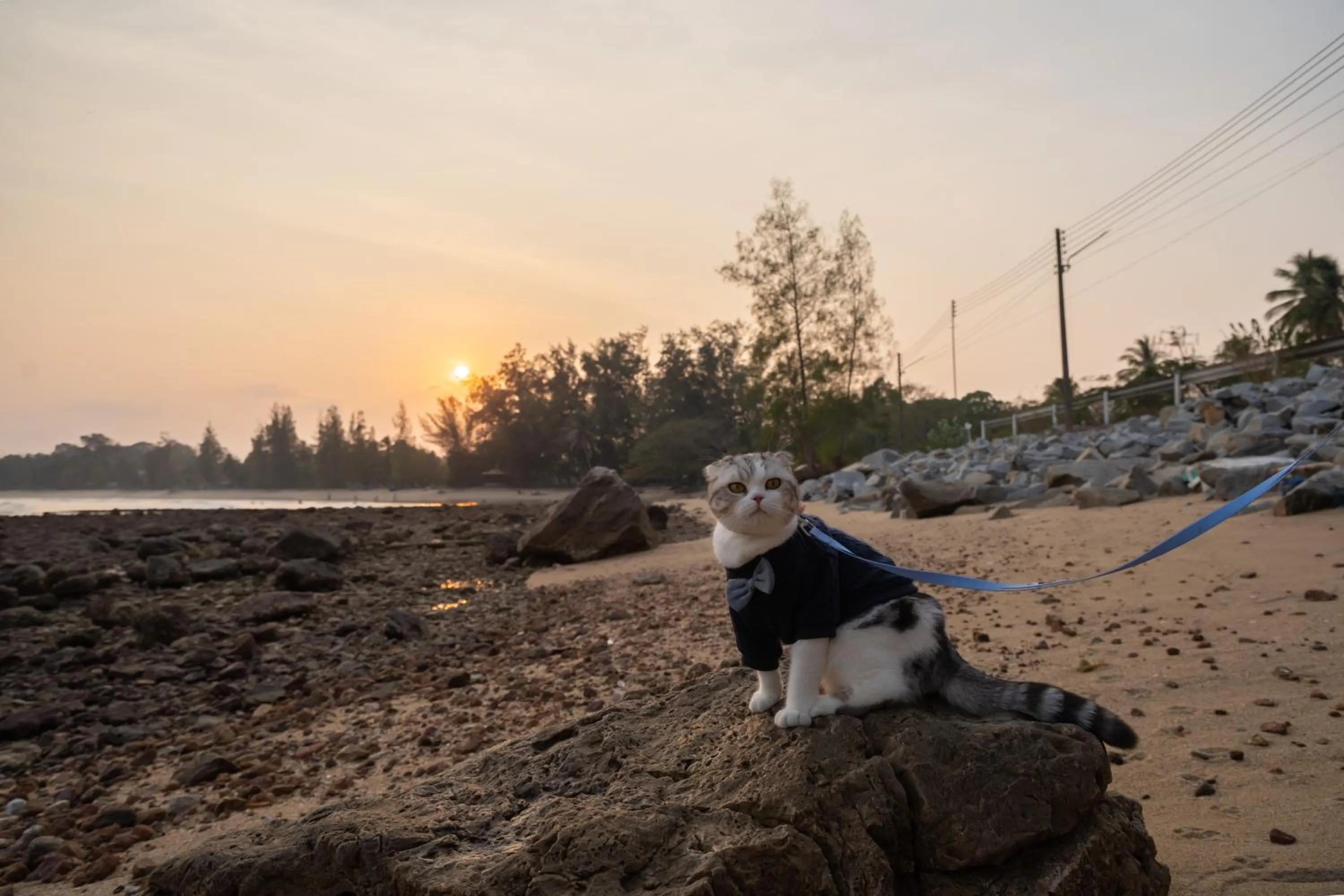 Pets in Rocky Point Resort
