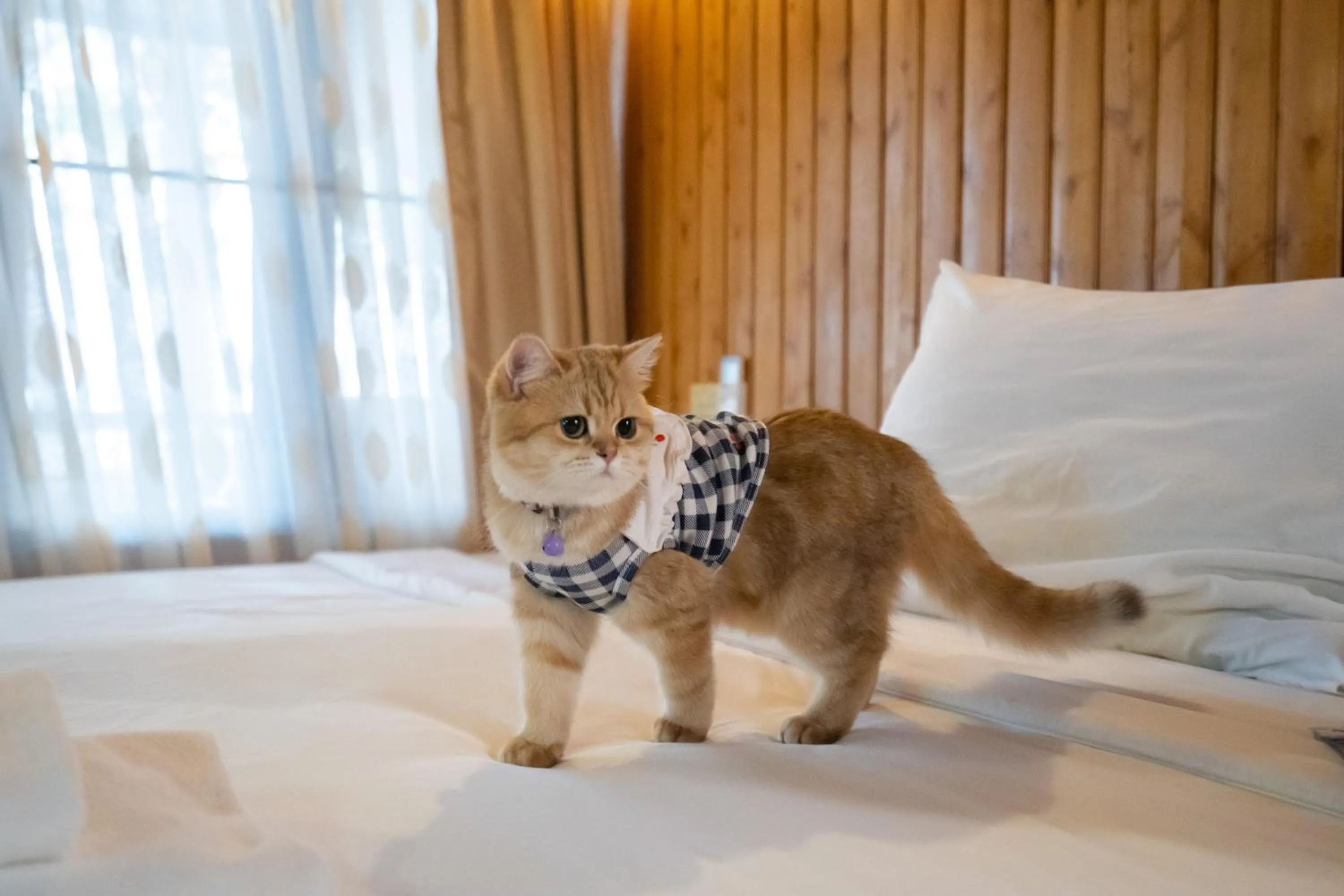 Pets in Rocky Point Resort