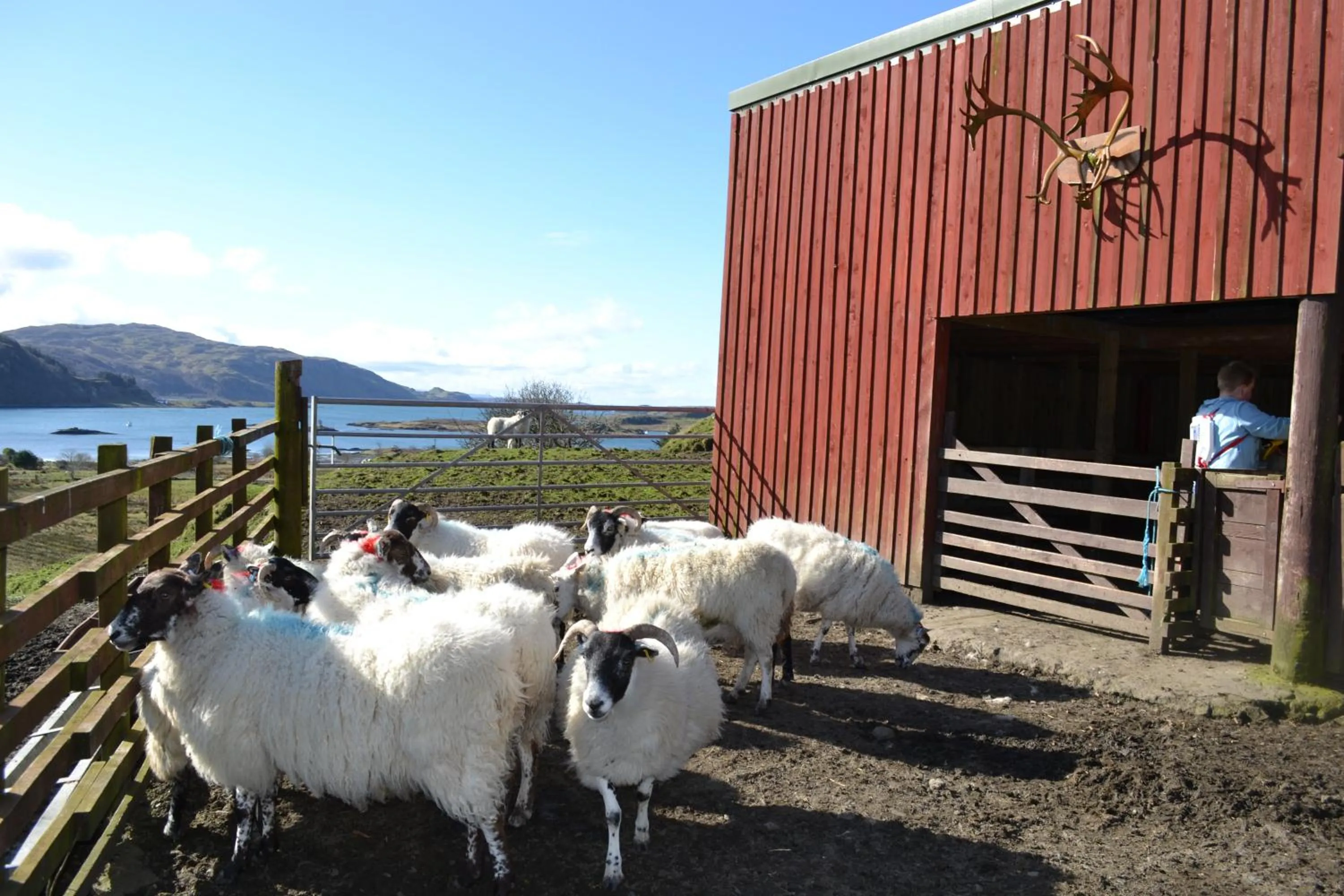 Pets in Oban Seil Farm The Bothy