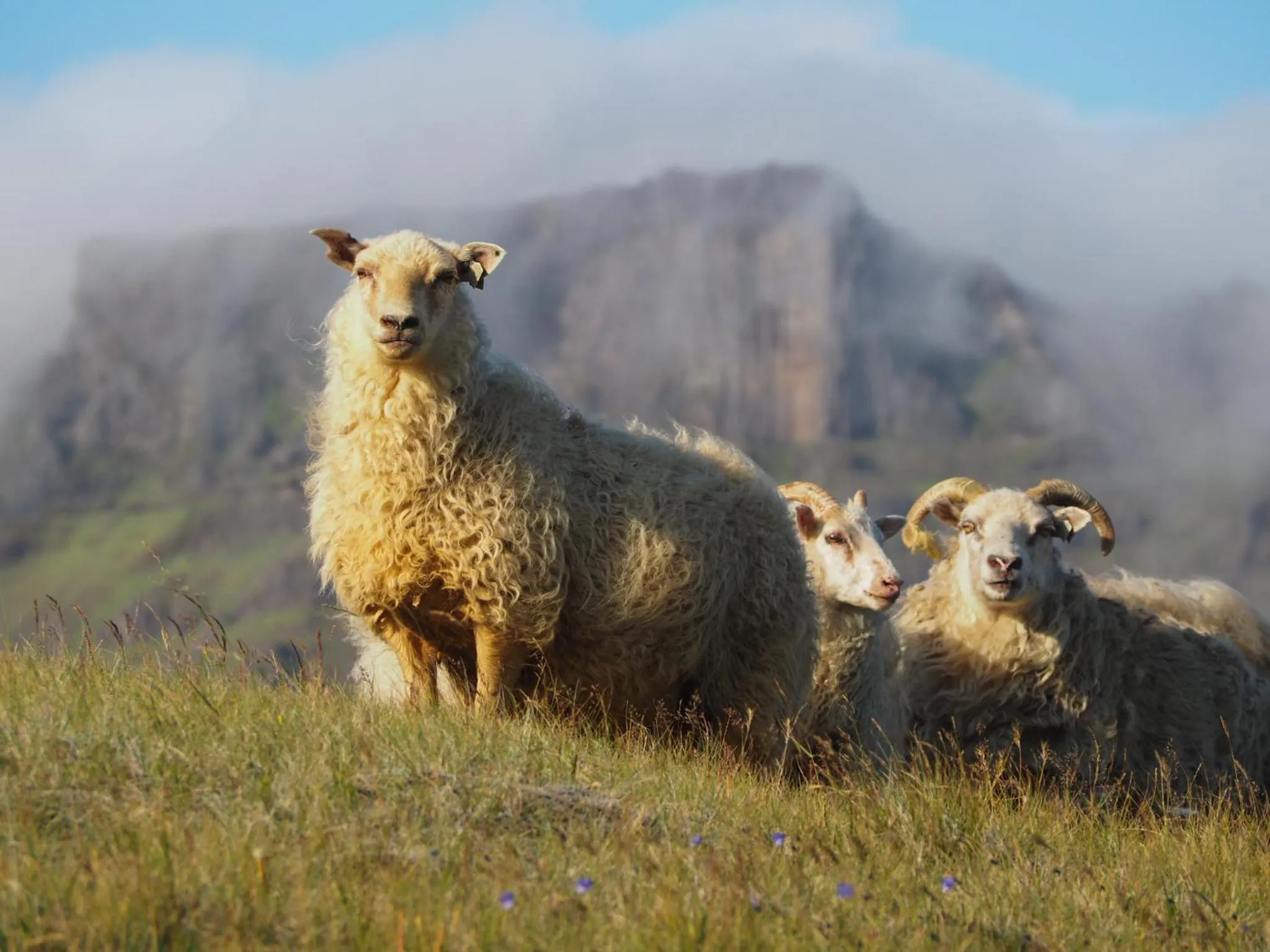 Natural landscape in Vagnsstadir Guesthouse
