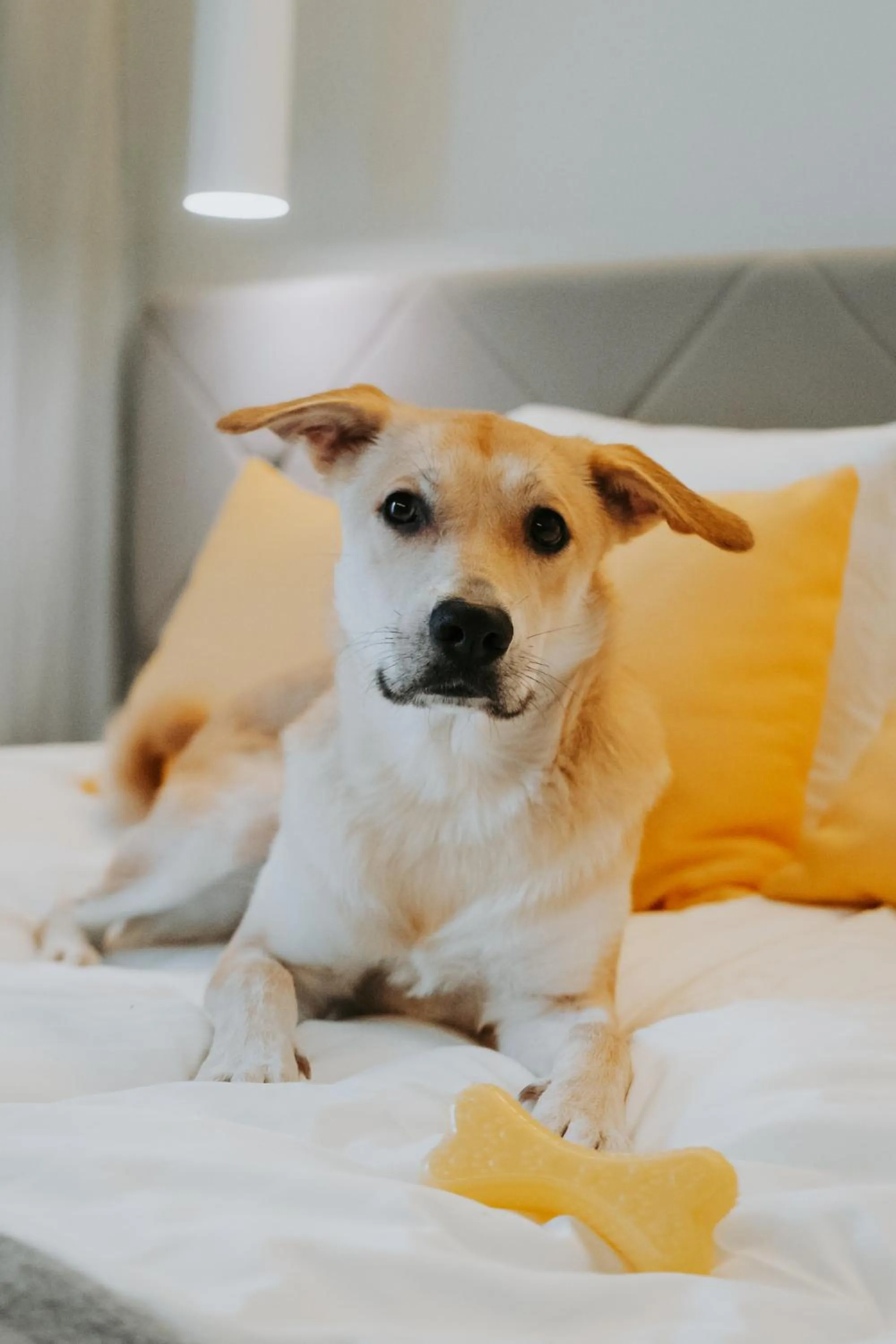 Pets in ibis Styles Tallinn