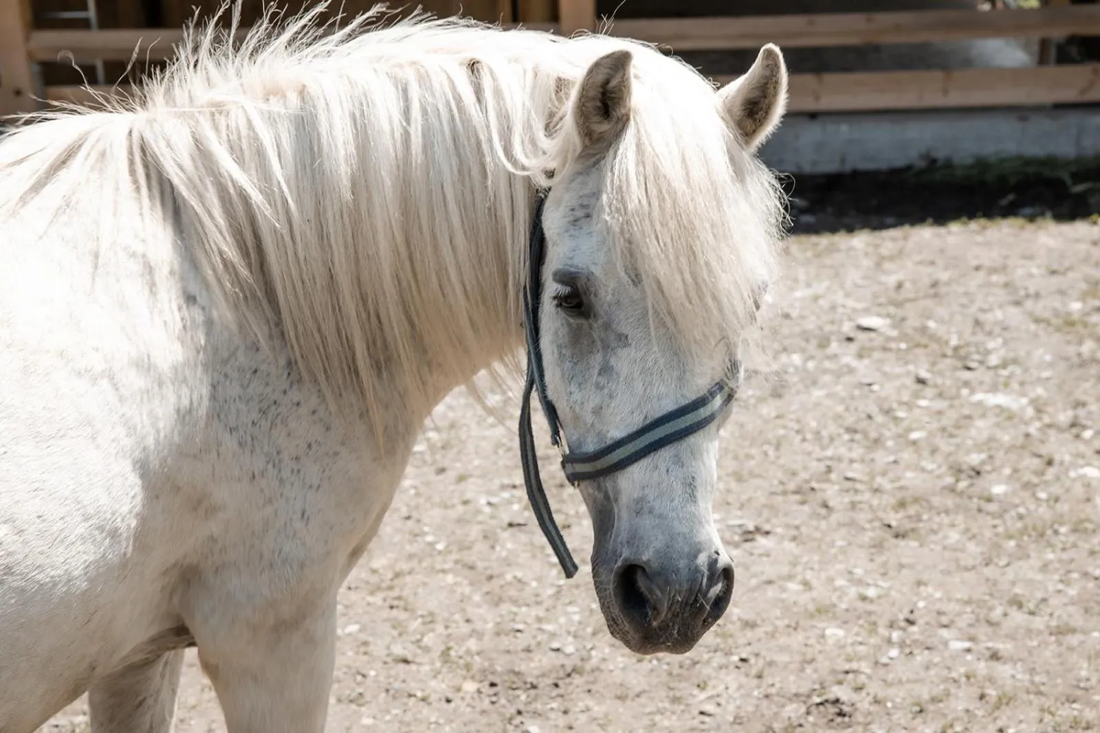 Animals in Hotel Roslehen