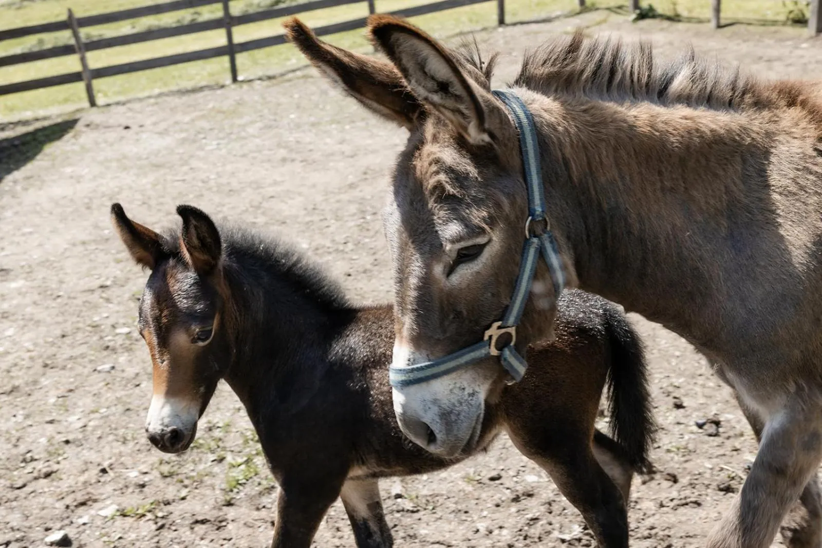 Animals in Hotel Roslehen