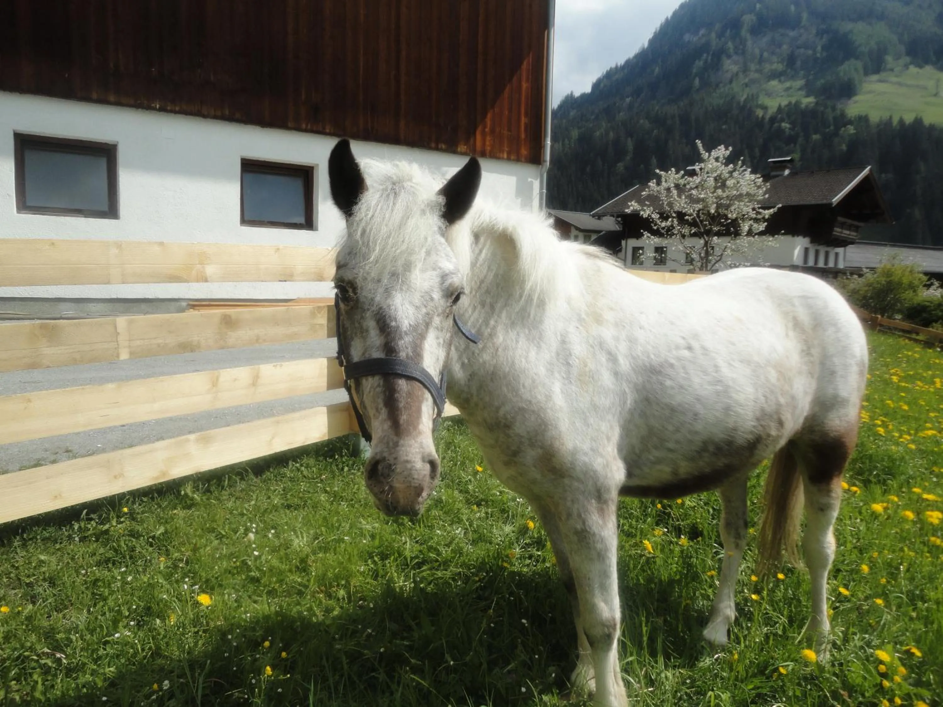 Children play ground in Hotel Roslehen