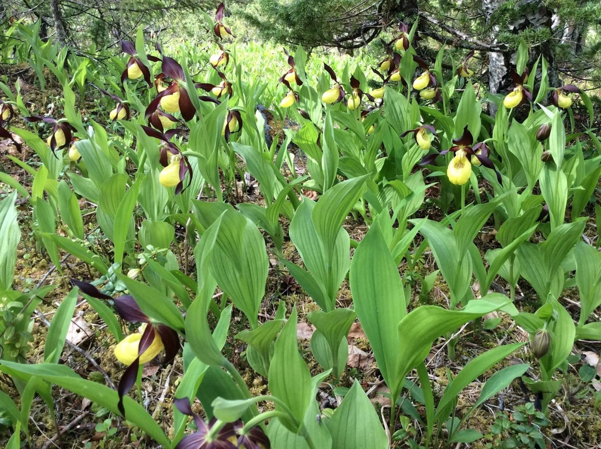 Nearby landmark in Grana Bryggeri