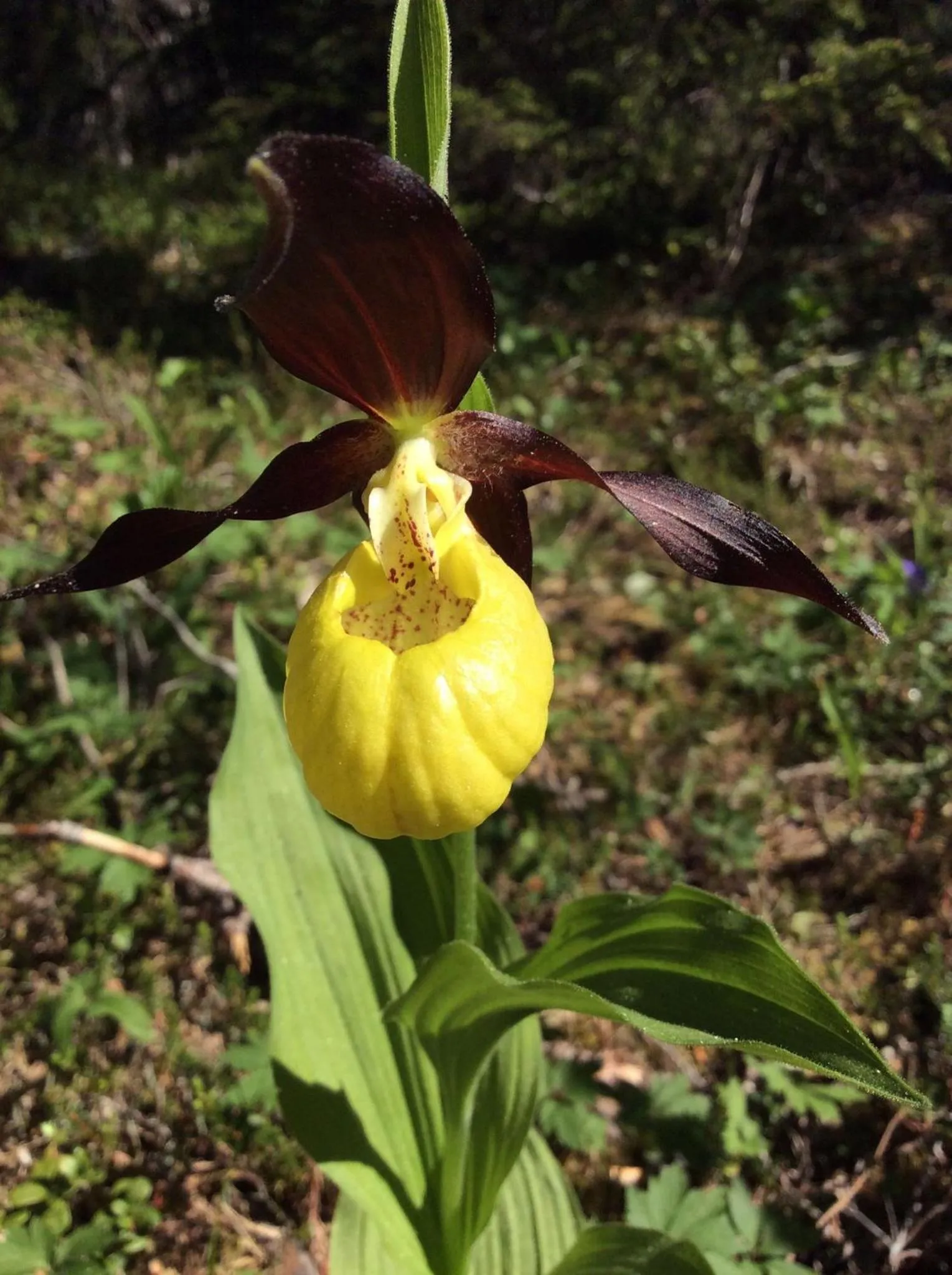 Nearby landmark in Grana Bryggeri