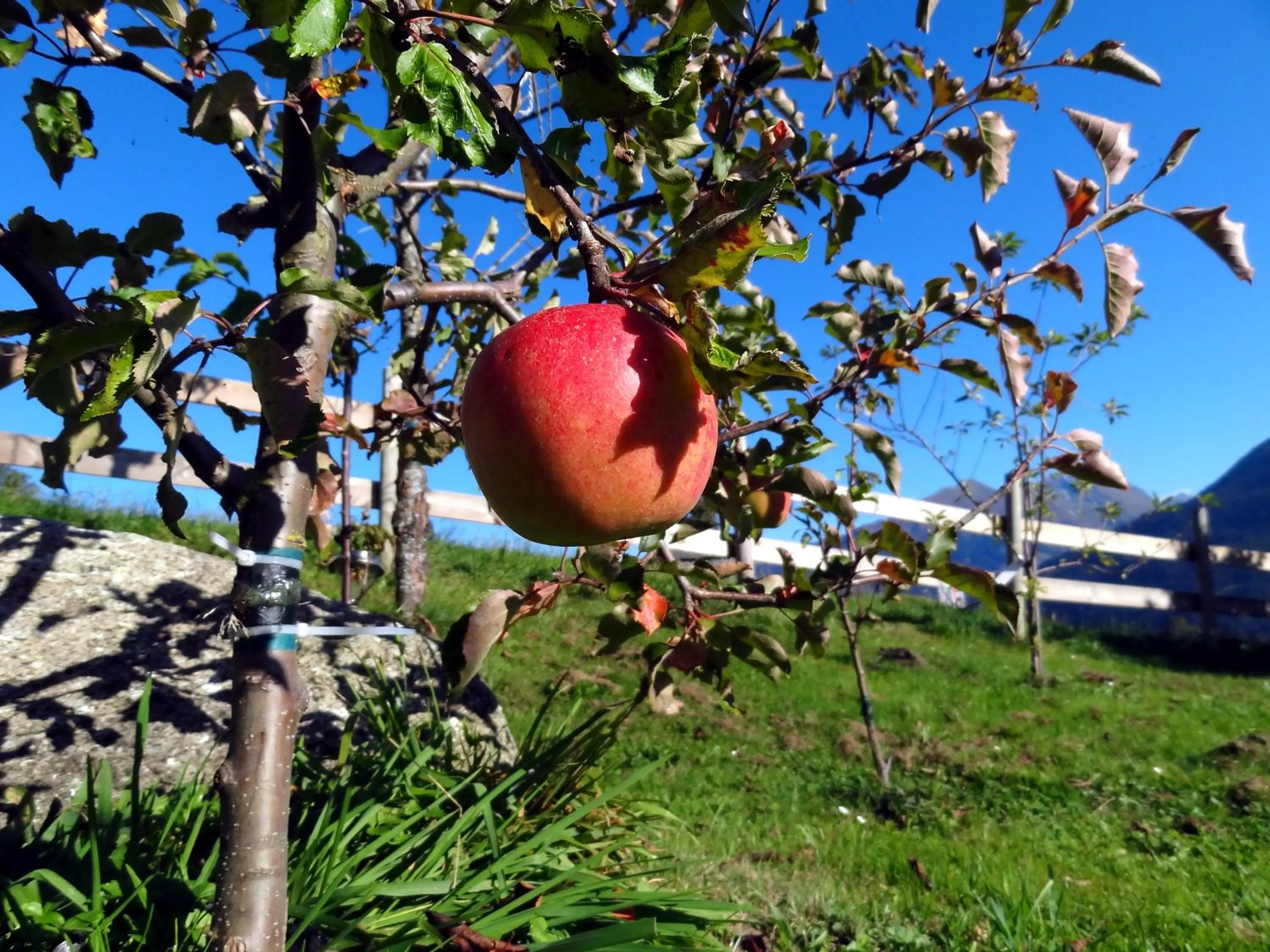 Area and facilities in Aparthotel Hohe Brücke