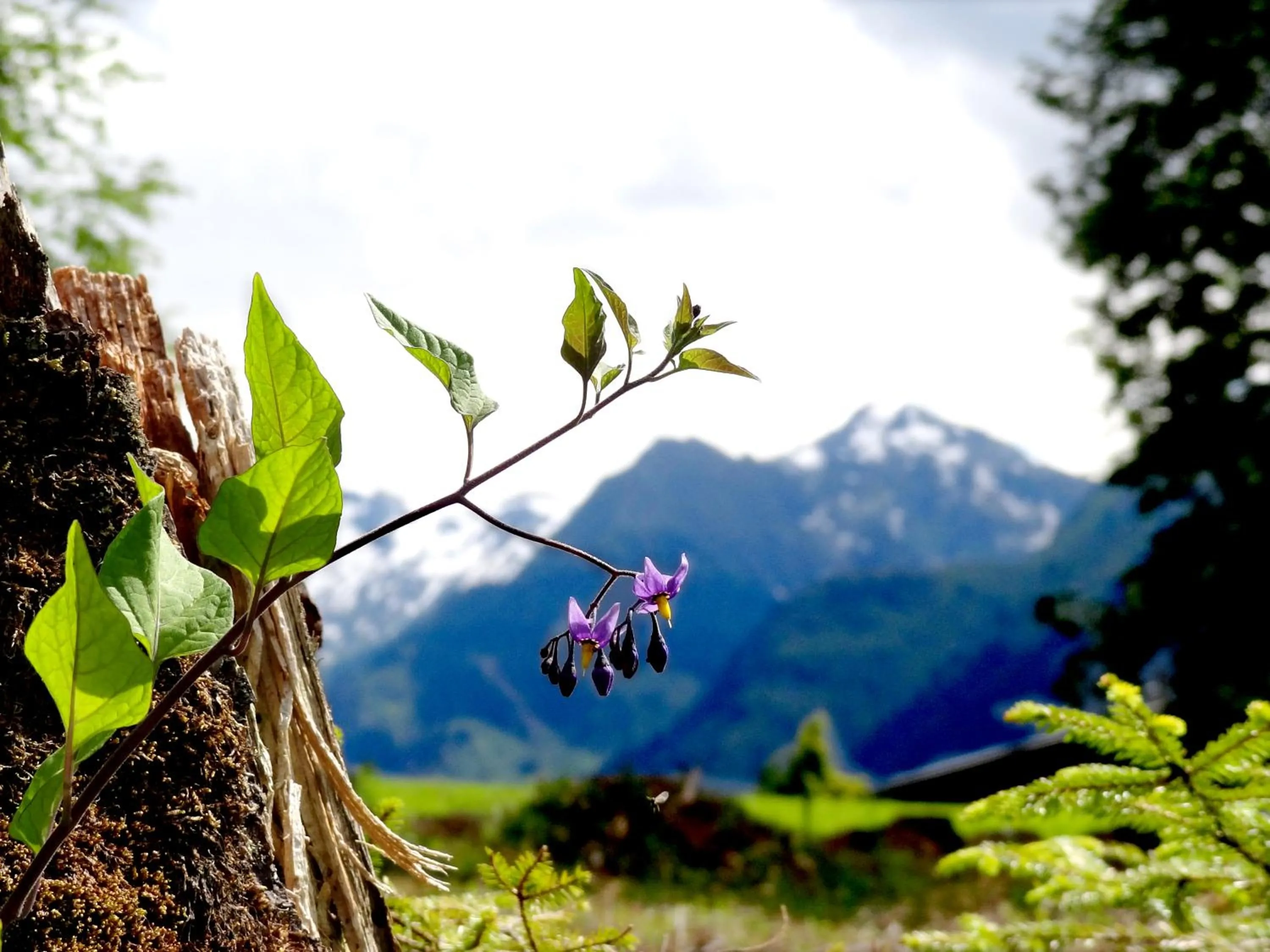Area and facilities in Aparthotel Hohe Brücke