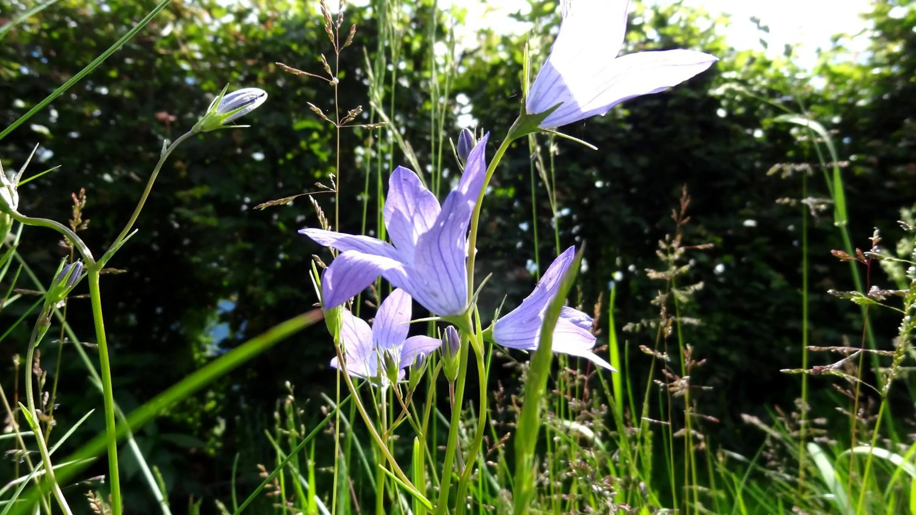 Area and facilities in Aparthotel Hohe Brücke