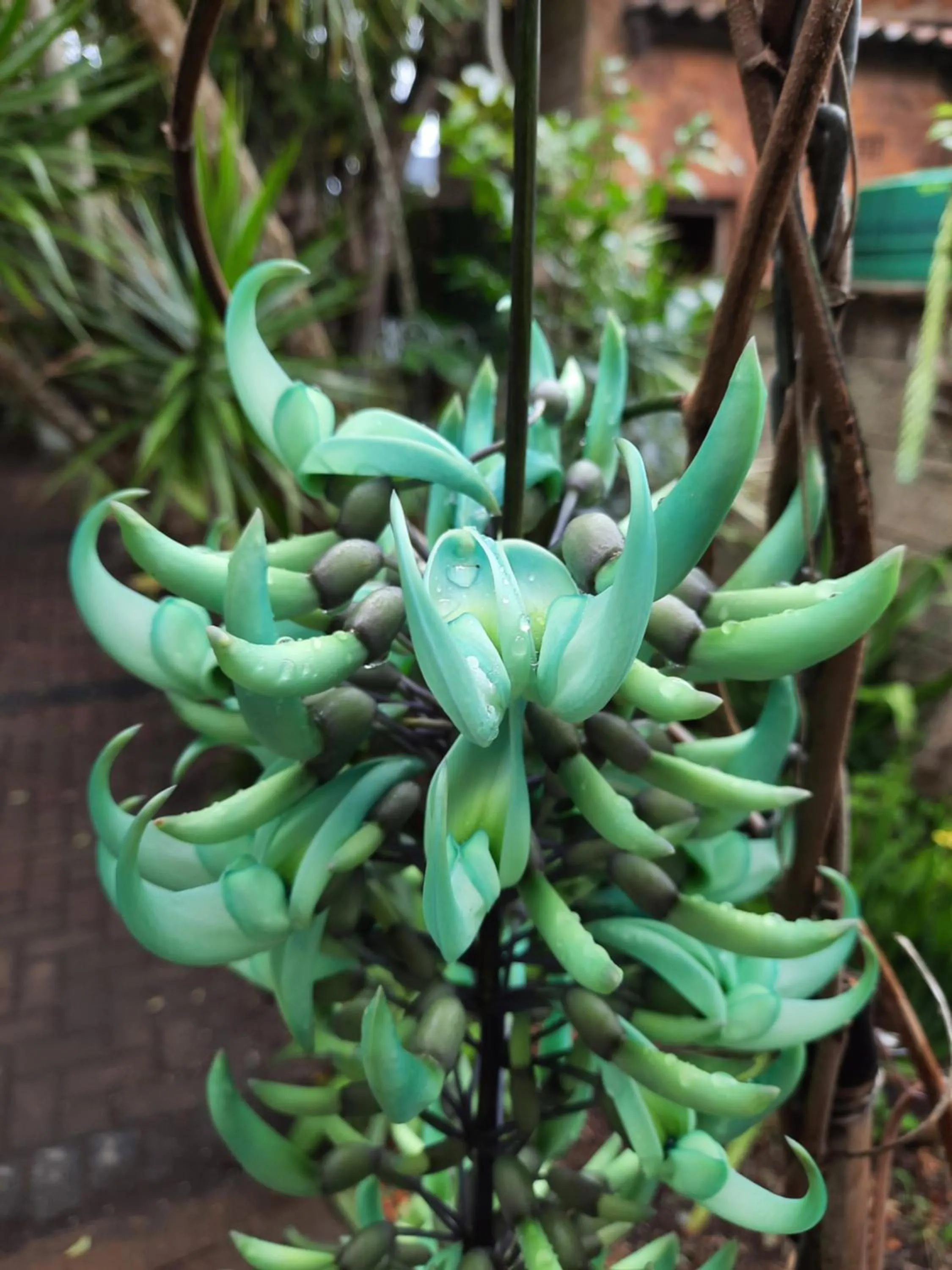 Garden in St. Lucia Wetlands Guest House