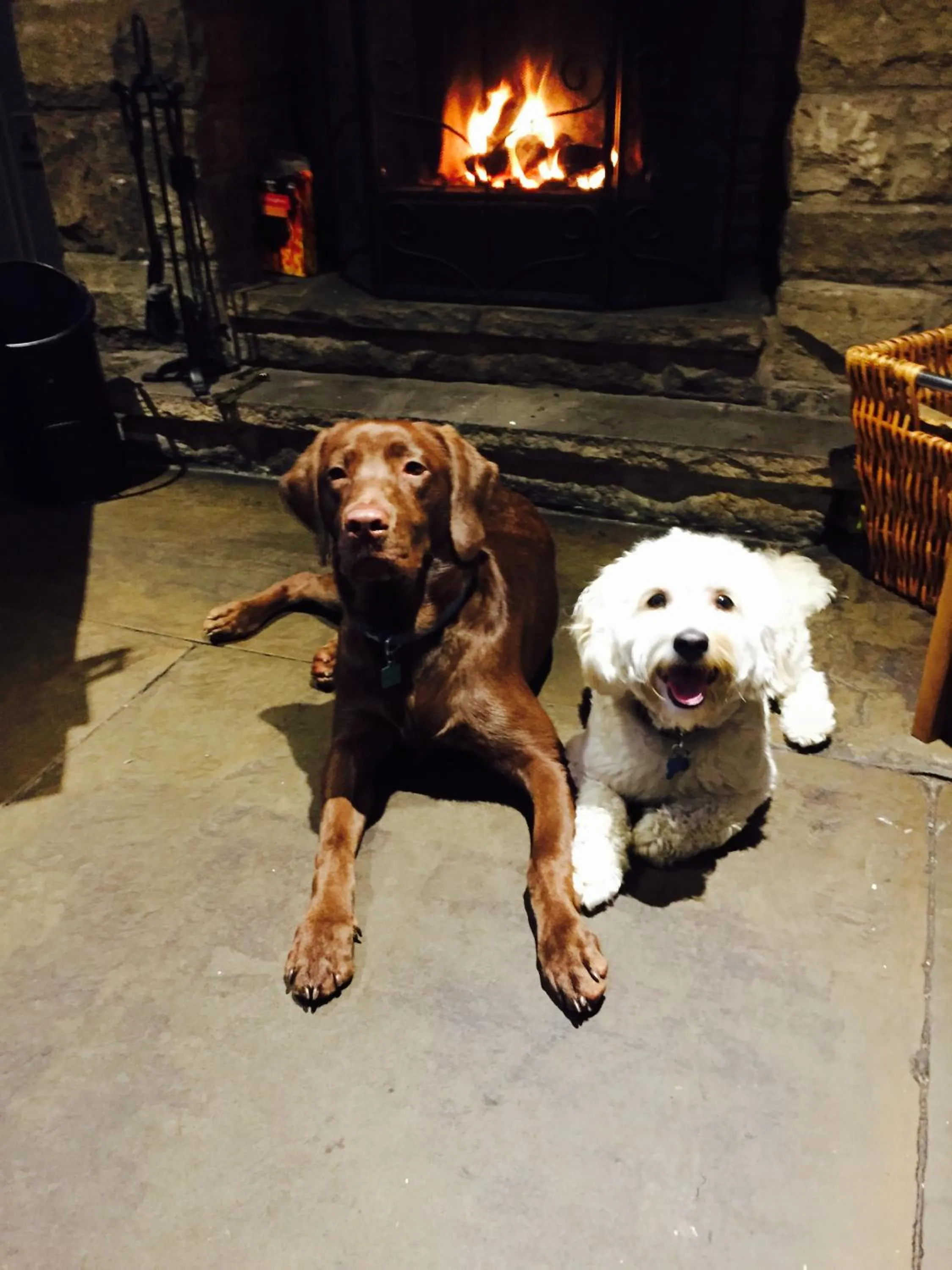 Pets in The Sycamore Inn