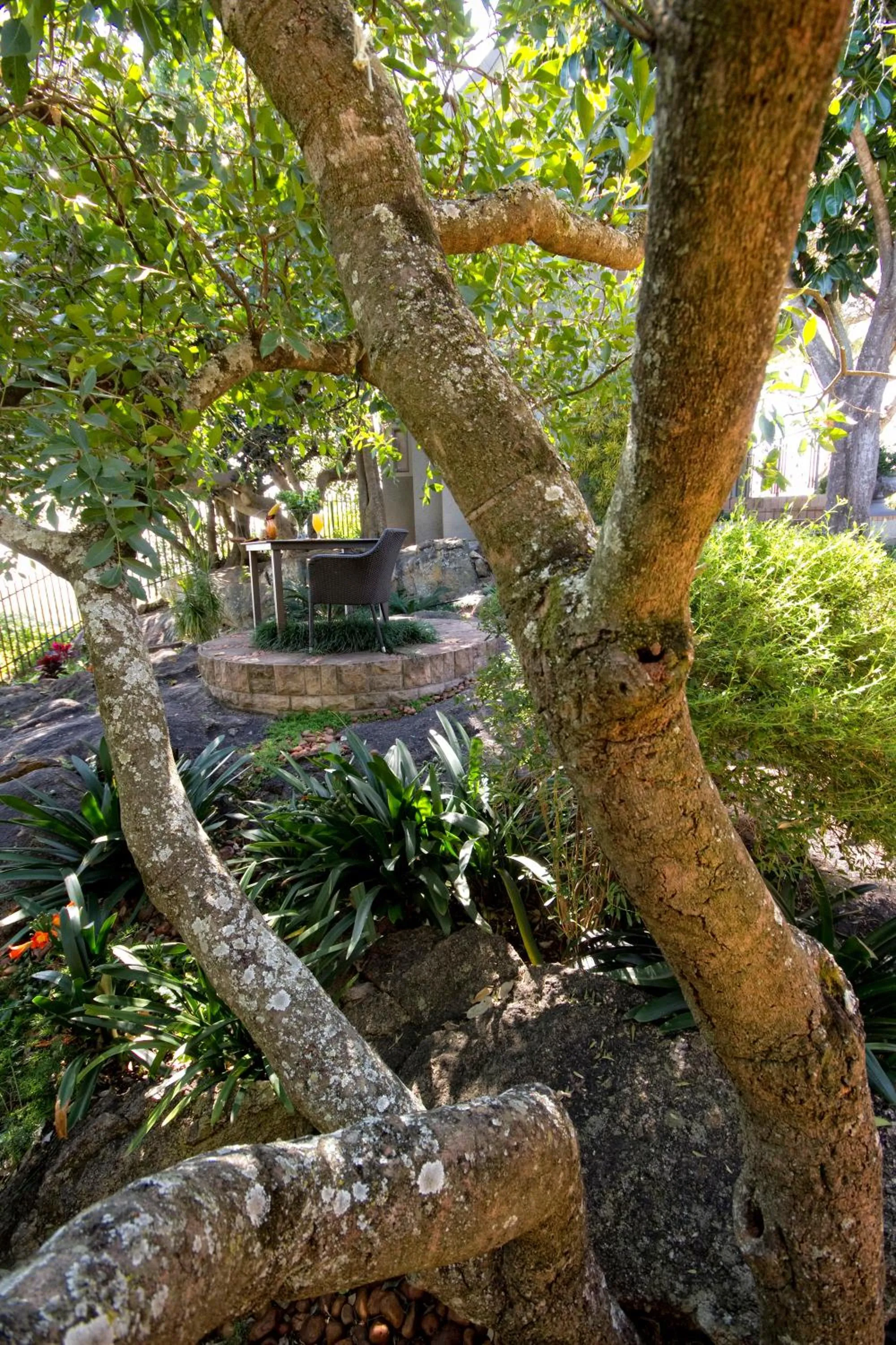 Garden in Loerie's Call Guesthouse