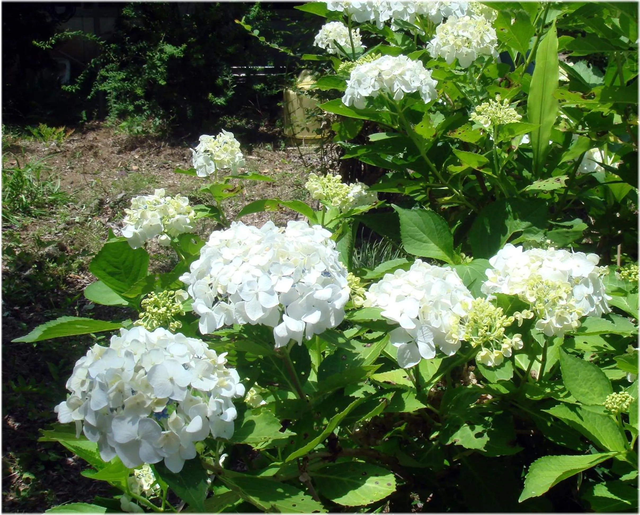 Summer in Bunbuku no yu